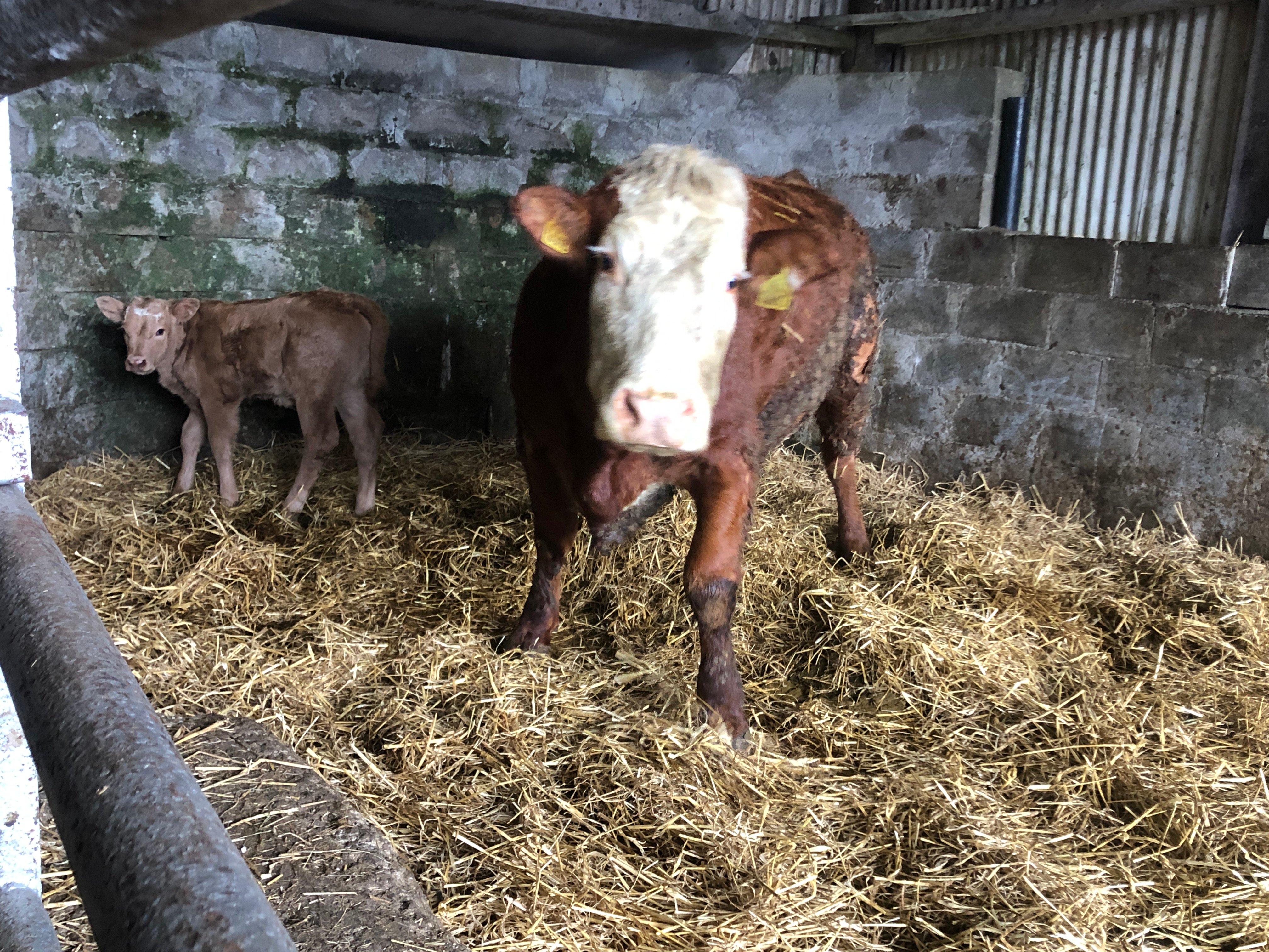 A fresh-calved cow and her calf