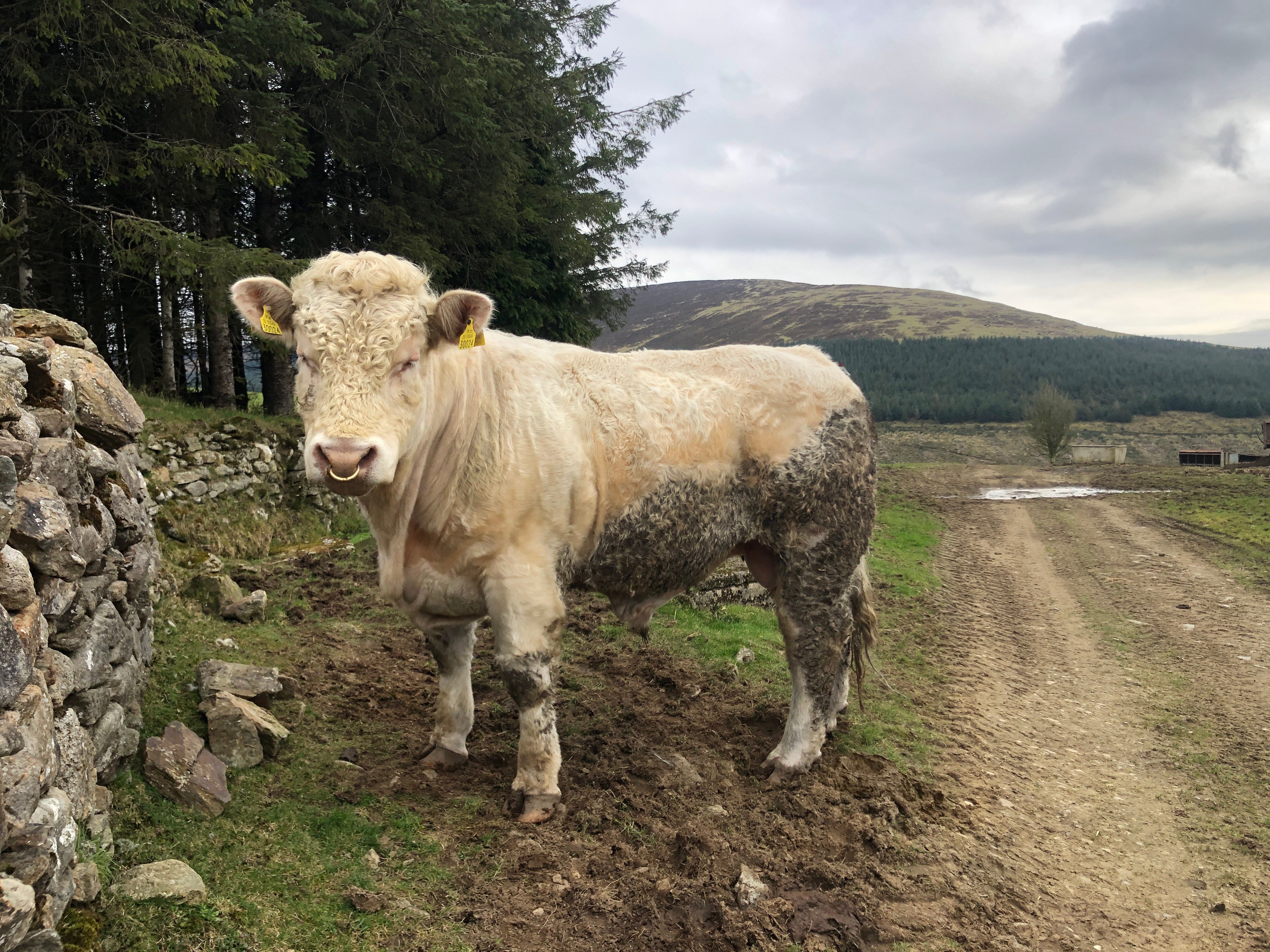 Charolais stockbull