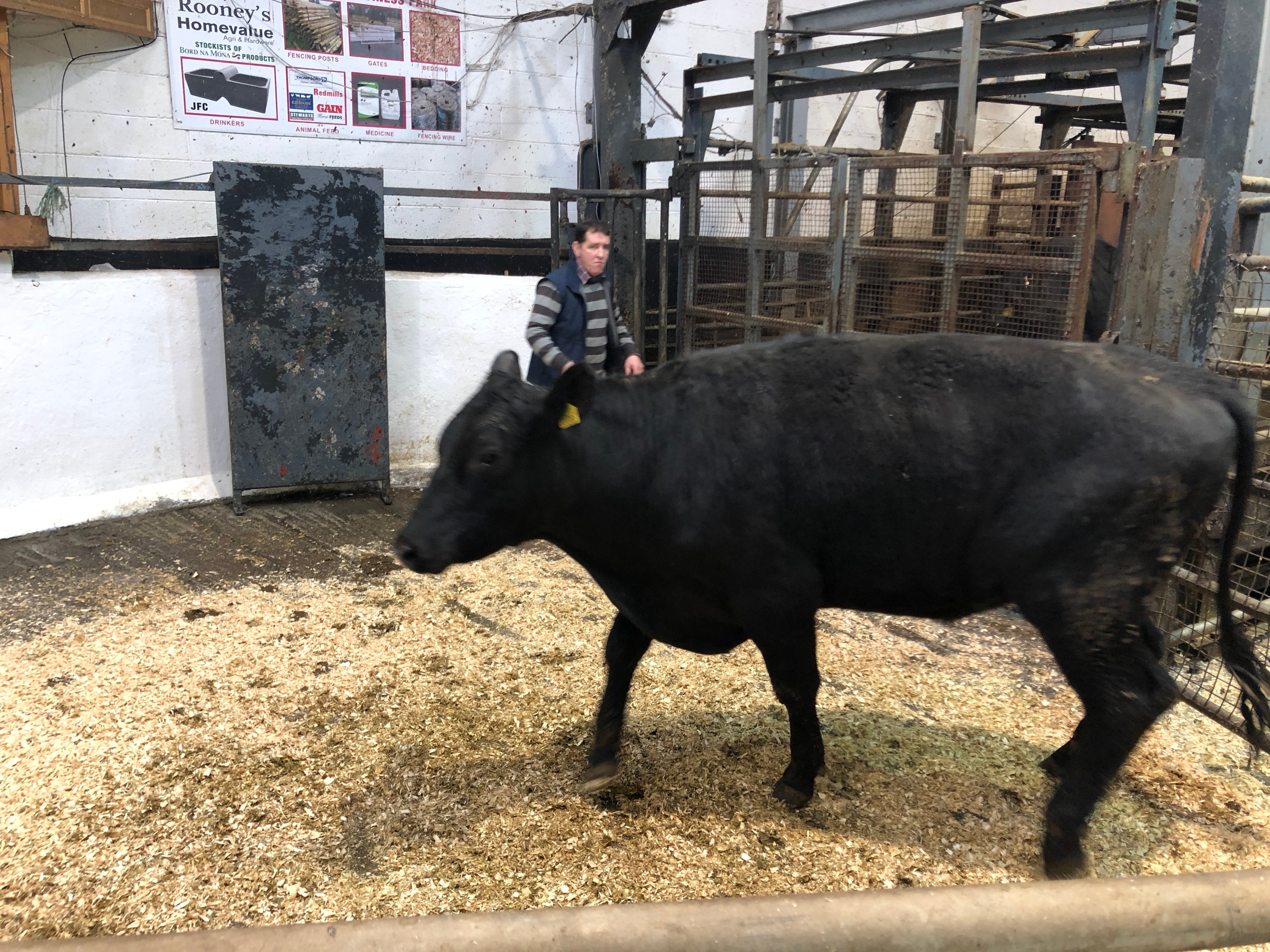 This 500kg Angus bullock sold for €1,500 or €3/kg