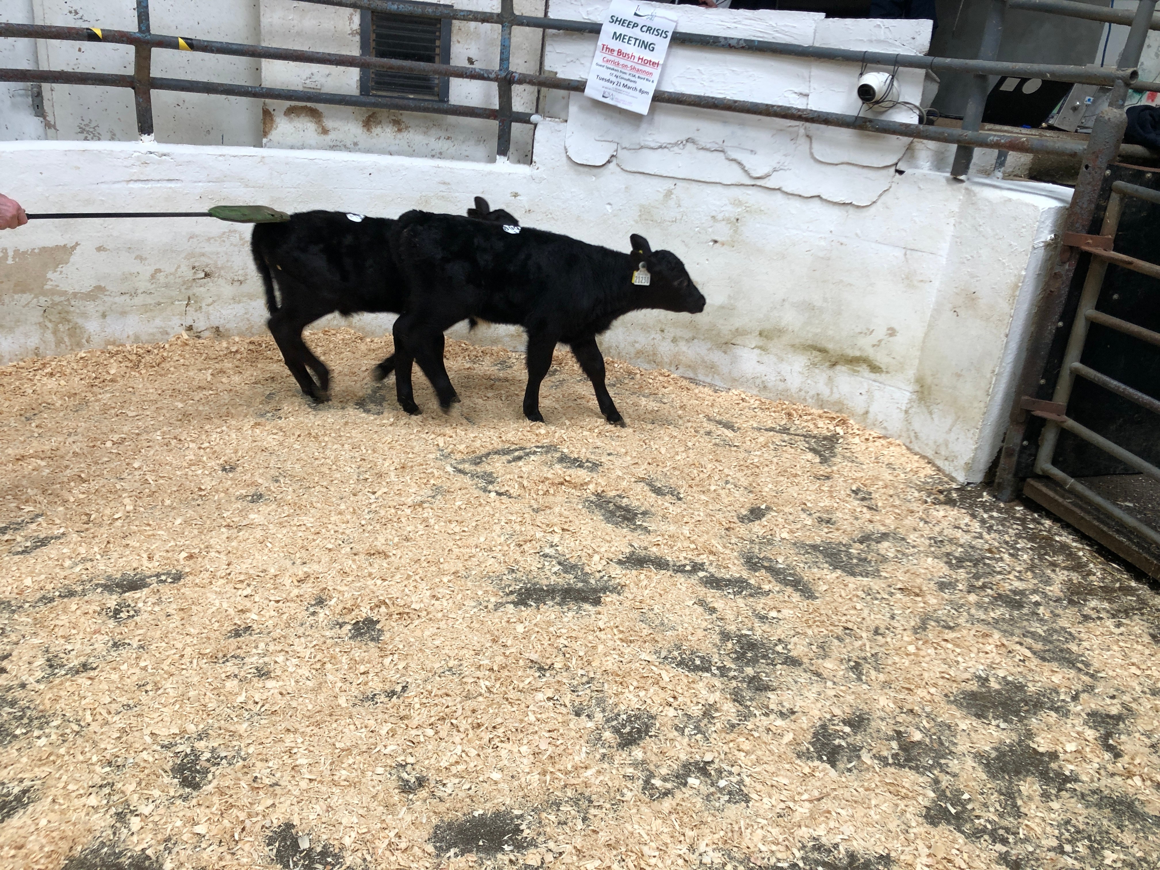These two 52kg Angus bulls sold for sold for €175
