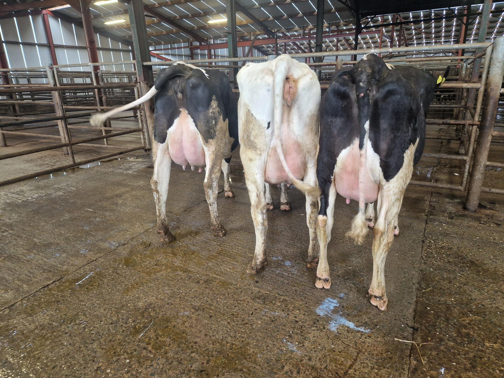 Pictured is the champion, reserve and honourable mention heifers from the pre-sale show Image: Donal Carey IHFA