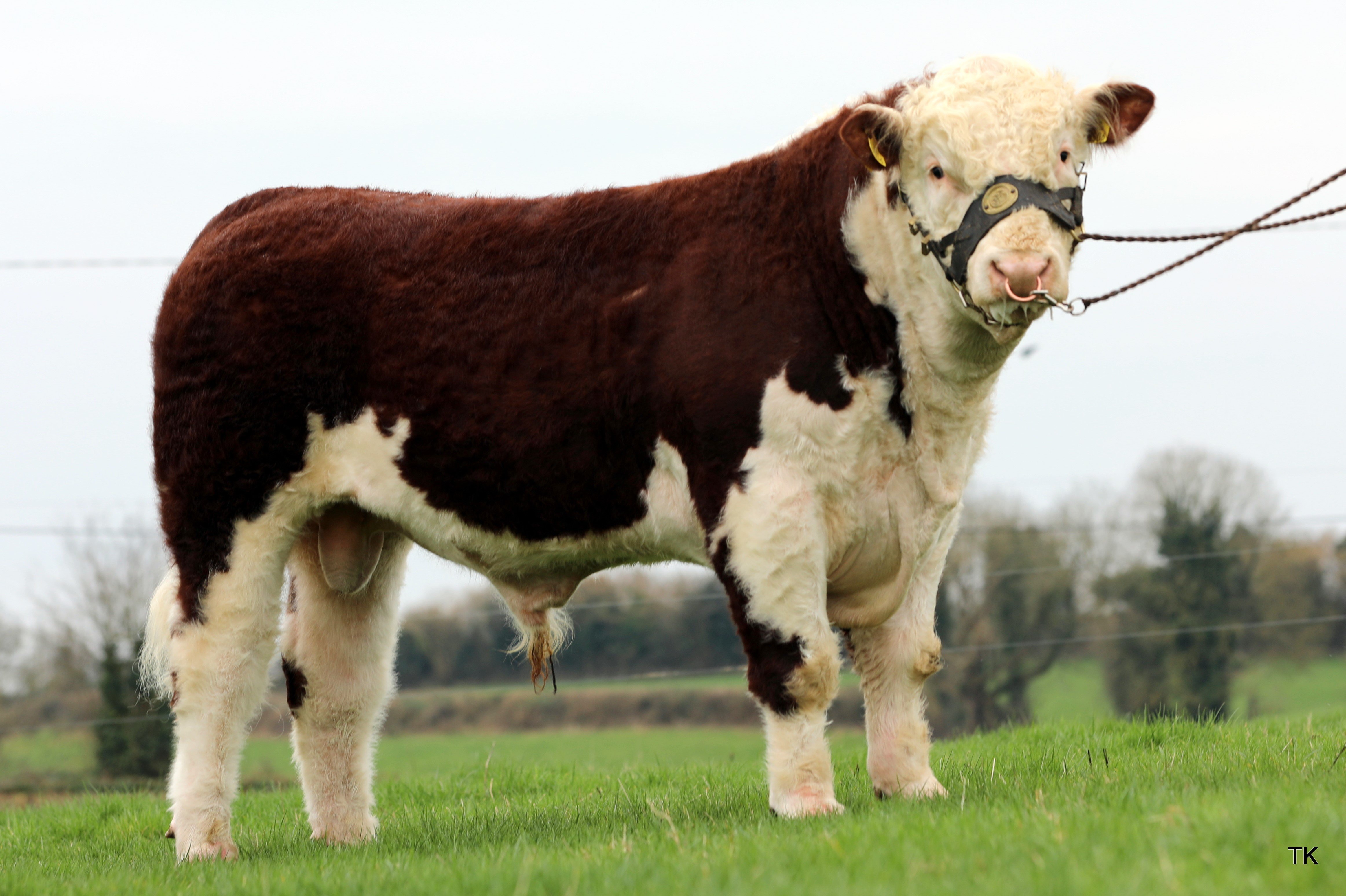 Lot 15 for Michael Molloy. Sold for €5,300