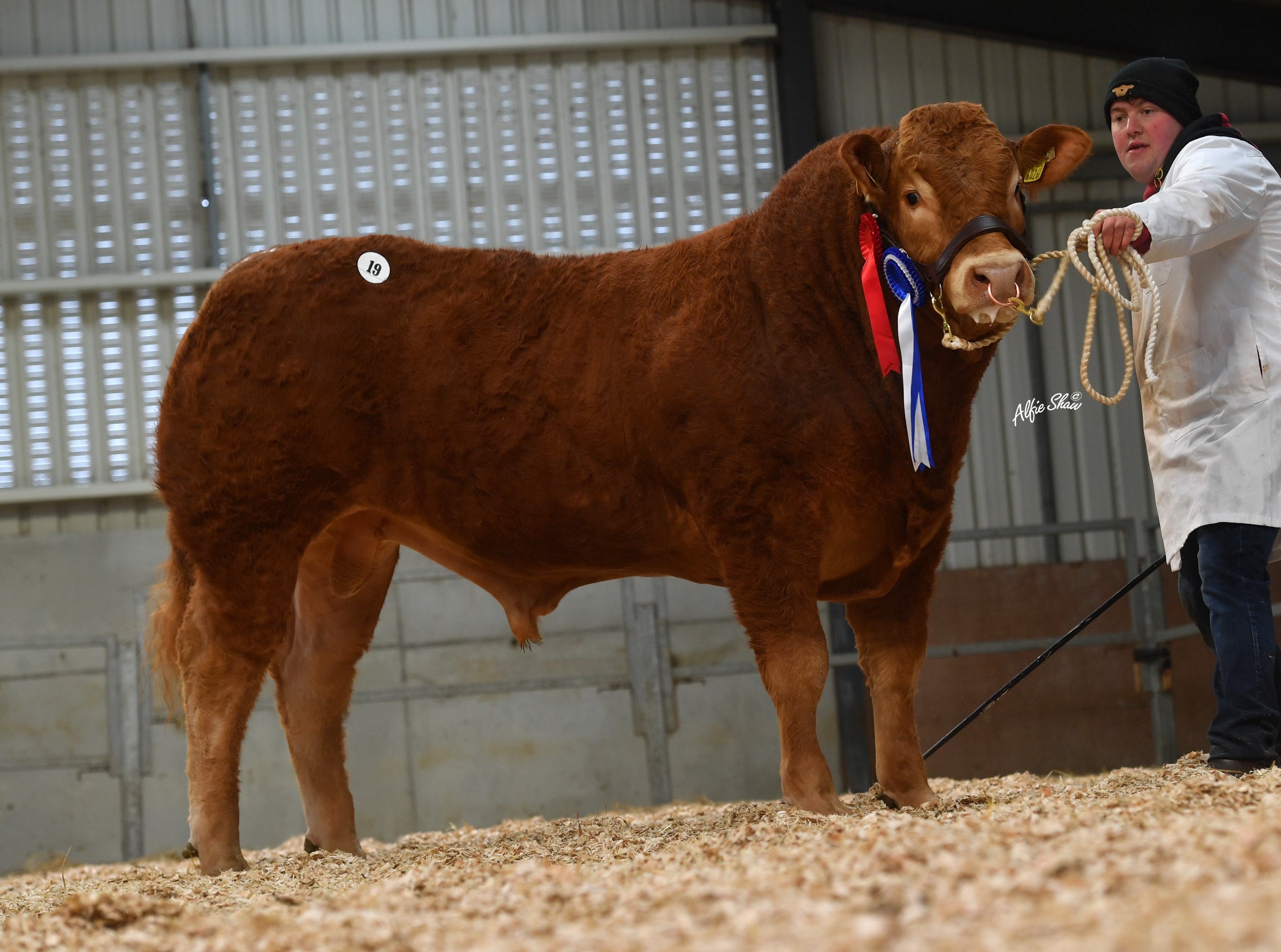 Senior Reserve Champion bull Glenford Sam sold for €6,200