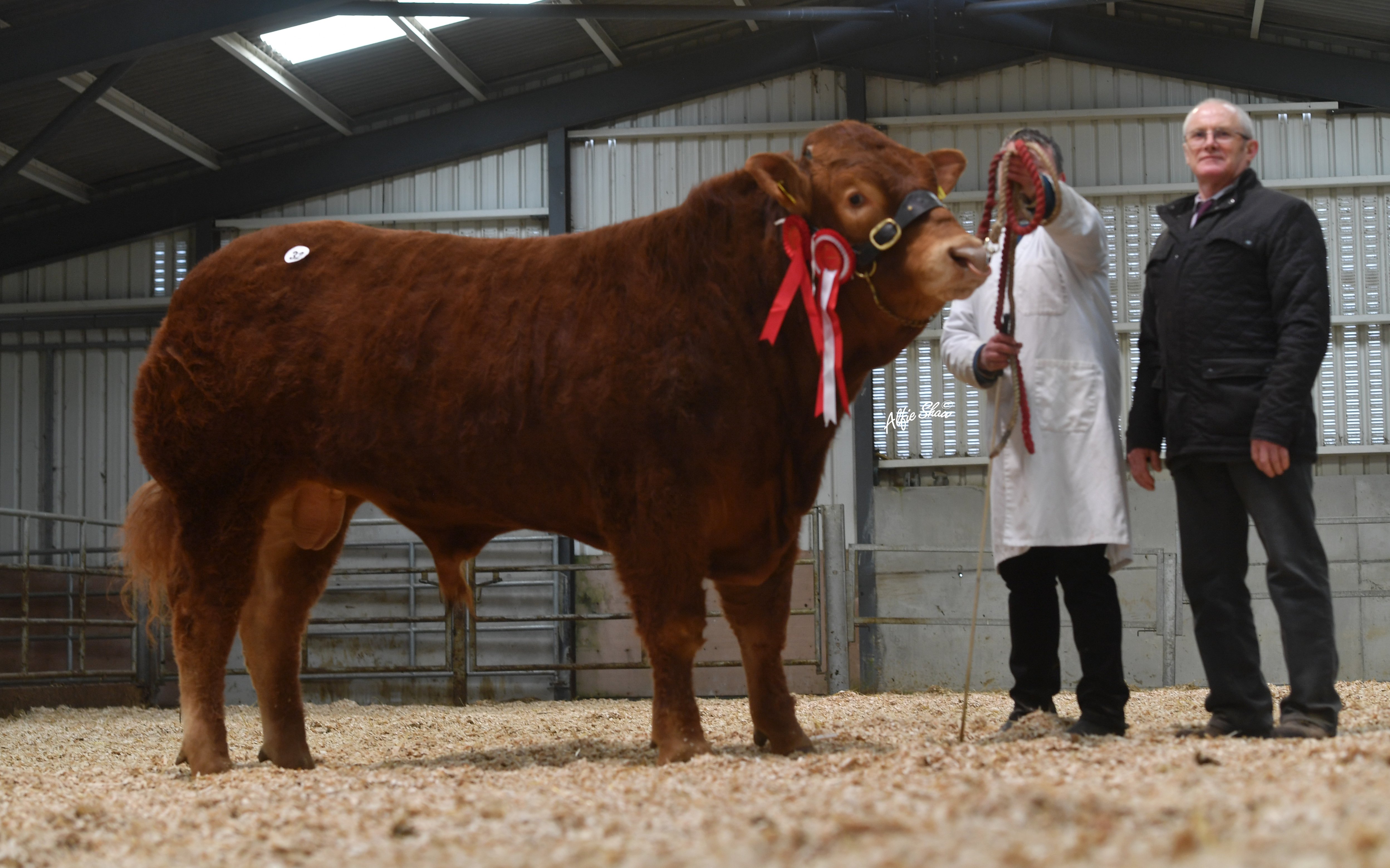 Junior Champion bull Carrickmore Saint Ledger ET sold for €5,600