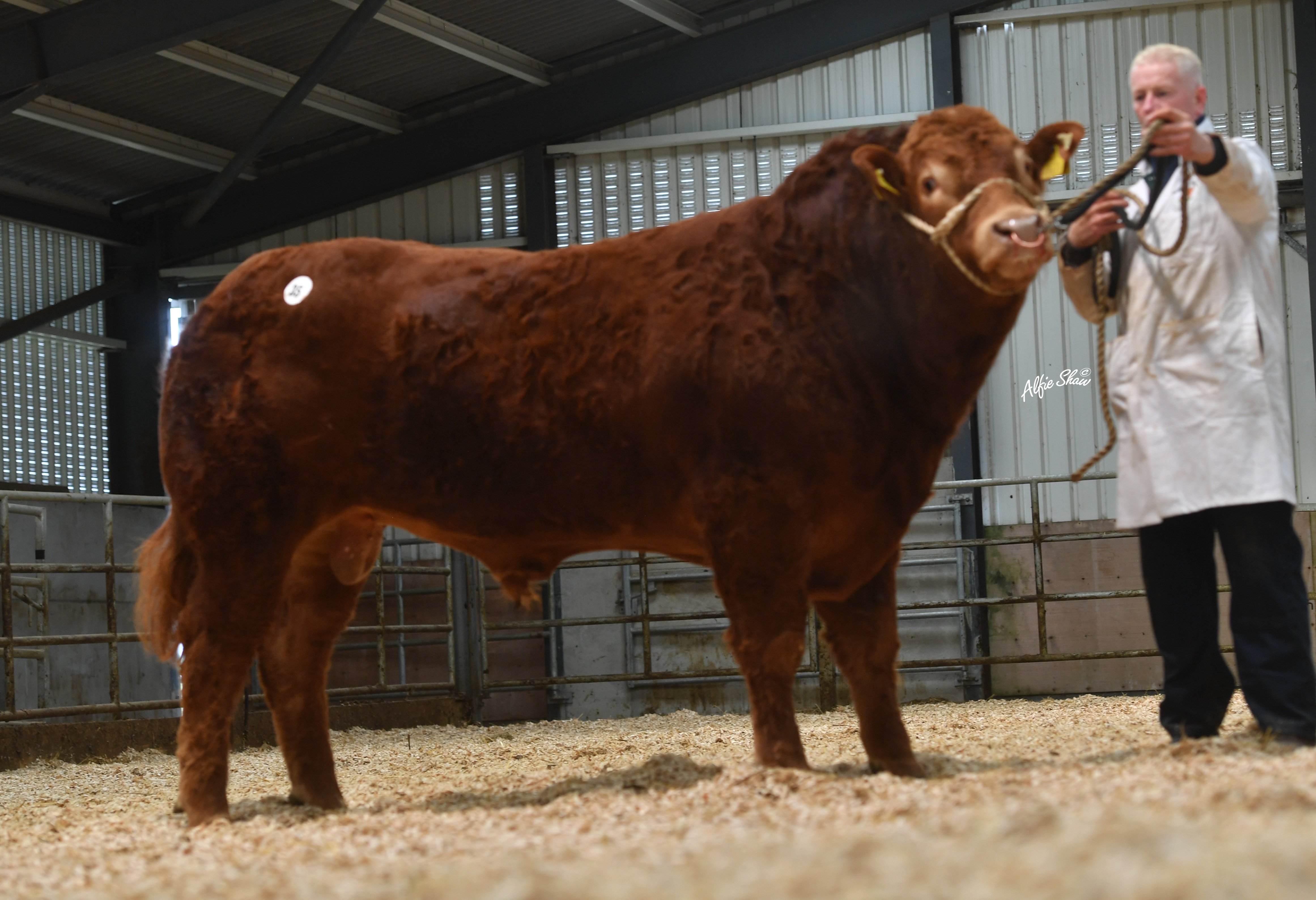 Rutland Shandy sold for €4,700