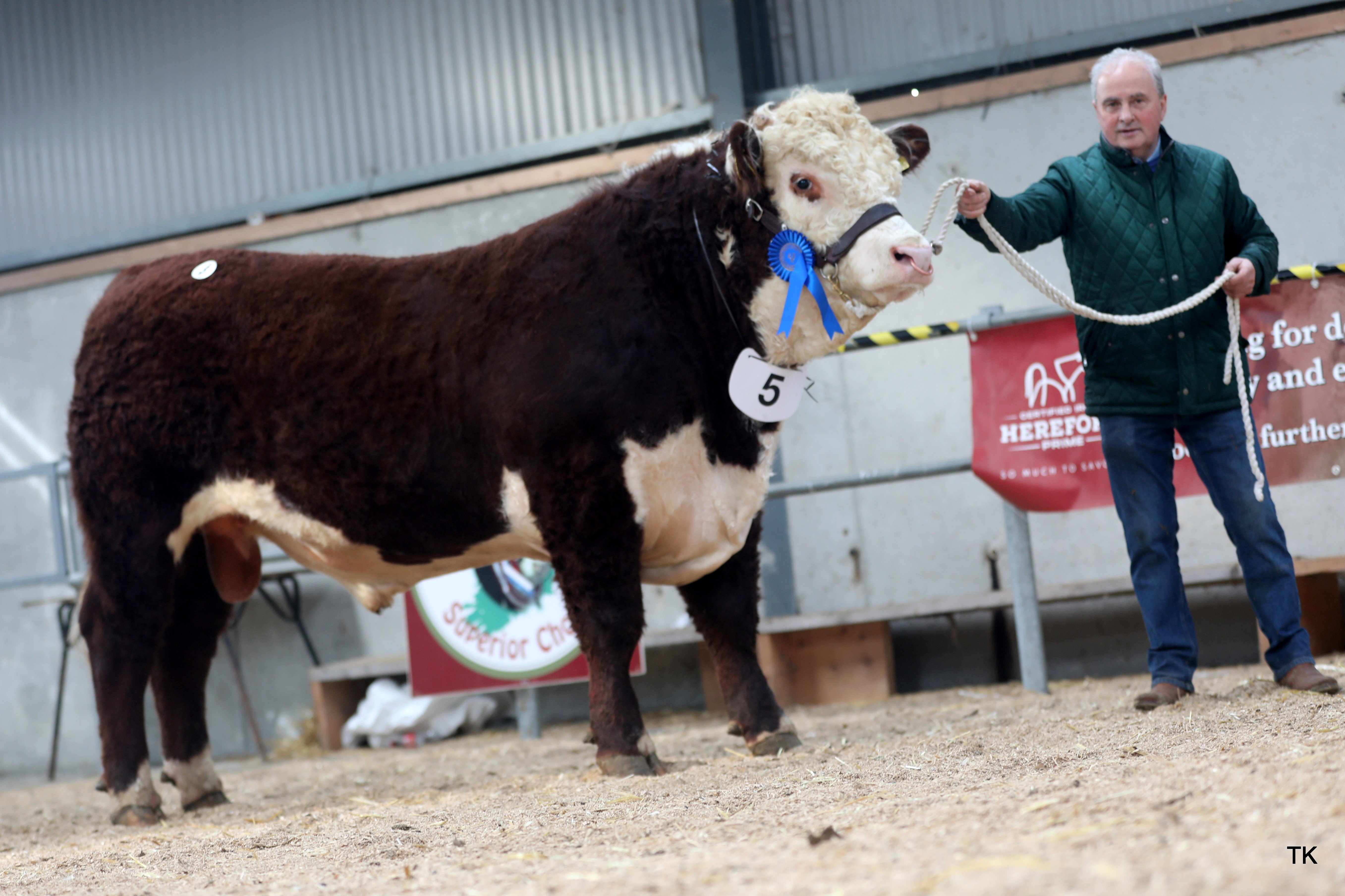 Lot 5 for Alan Gibbons. Sold for €4,300