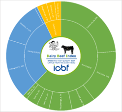 Fig 1: Updated relative emphasis of the DBI. January 2023. Image: ICBF