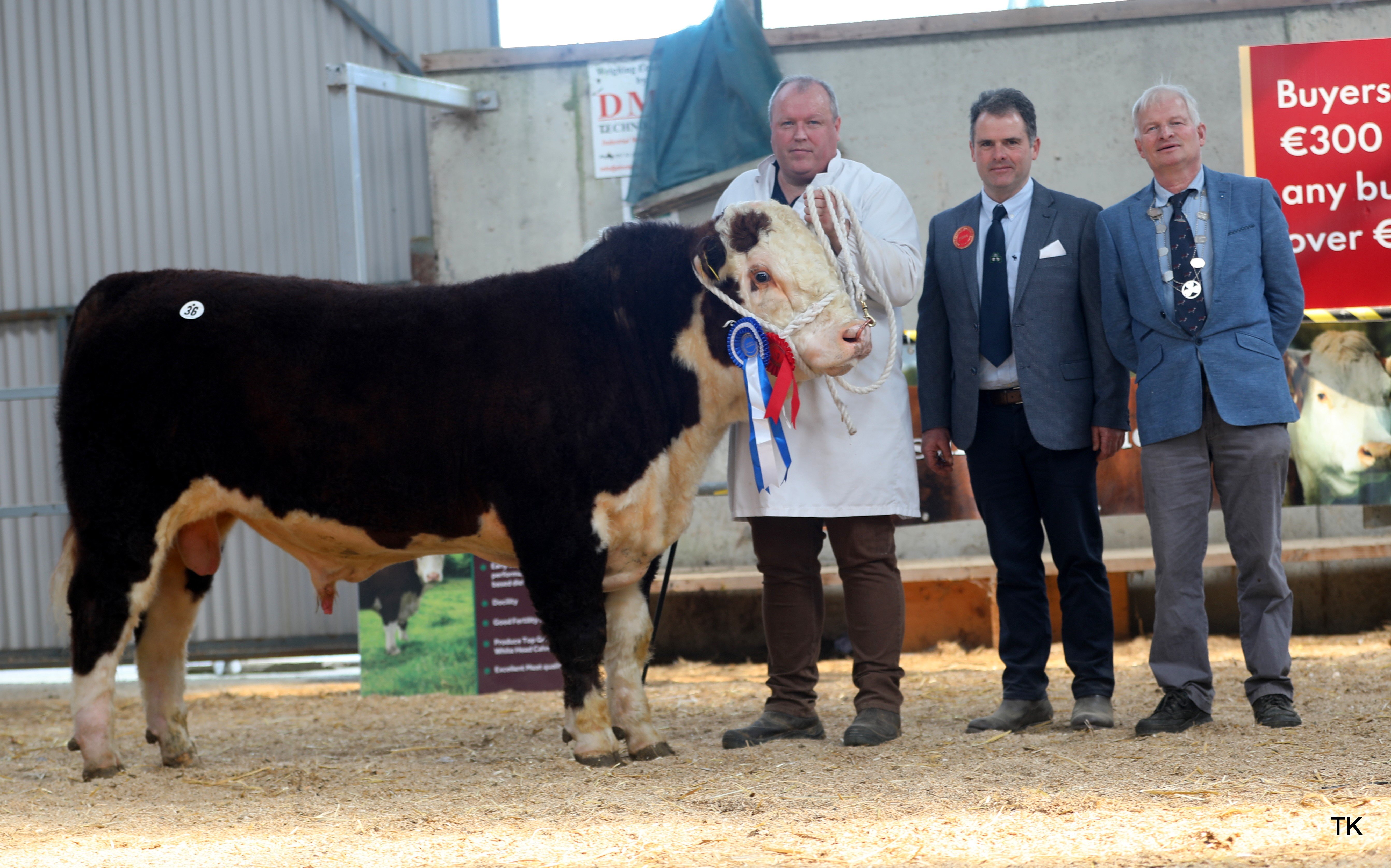 Reserve Male Champion for Eamon McKiernan. Sold for €5,200