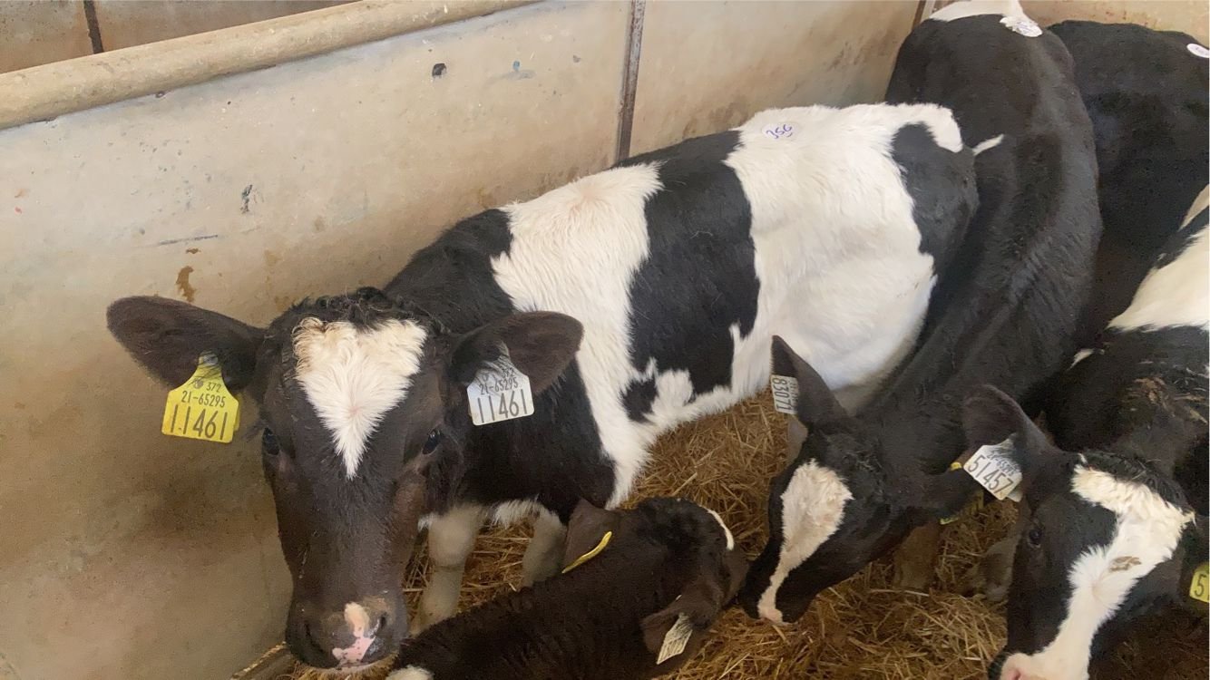 This four-week-old Friesian bull sold for €95Image: Enniscorthy Mart