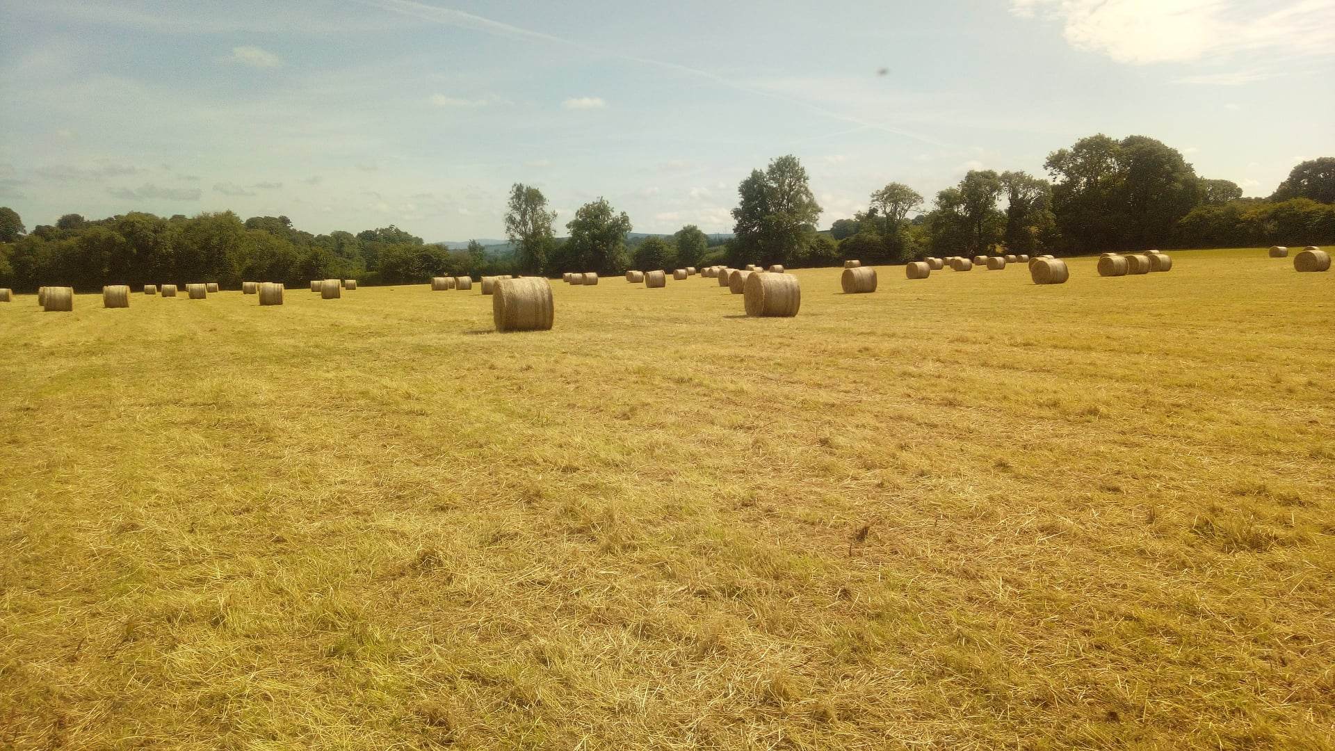 Barley and bales where the railway once lay. "You can see there is no evidence of tracks there," Cleona said. Image: O'Shea family.