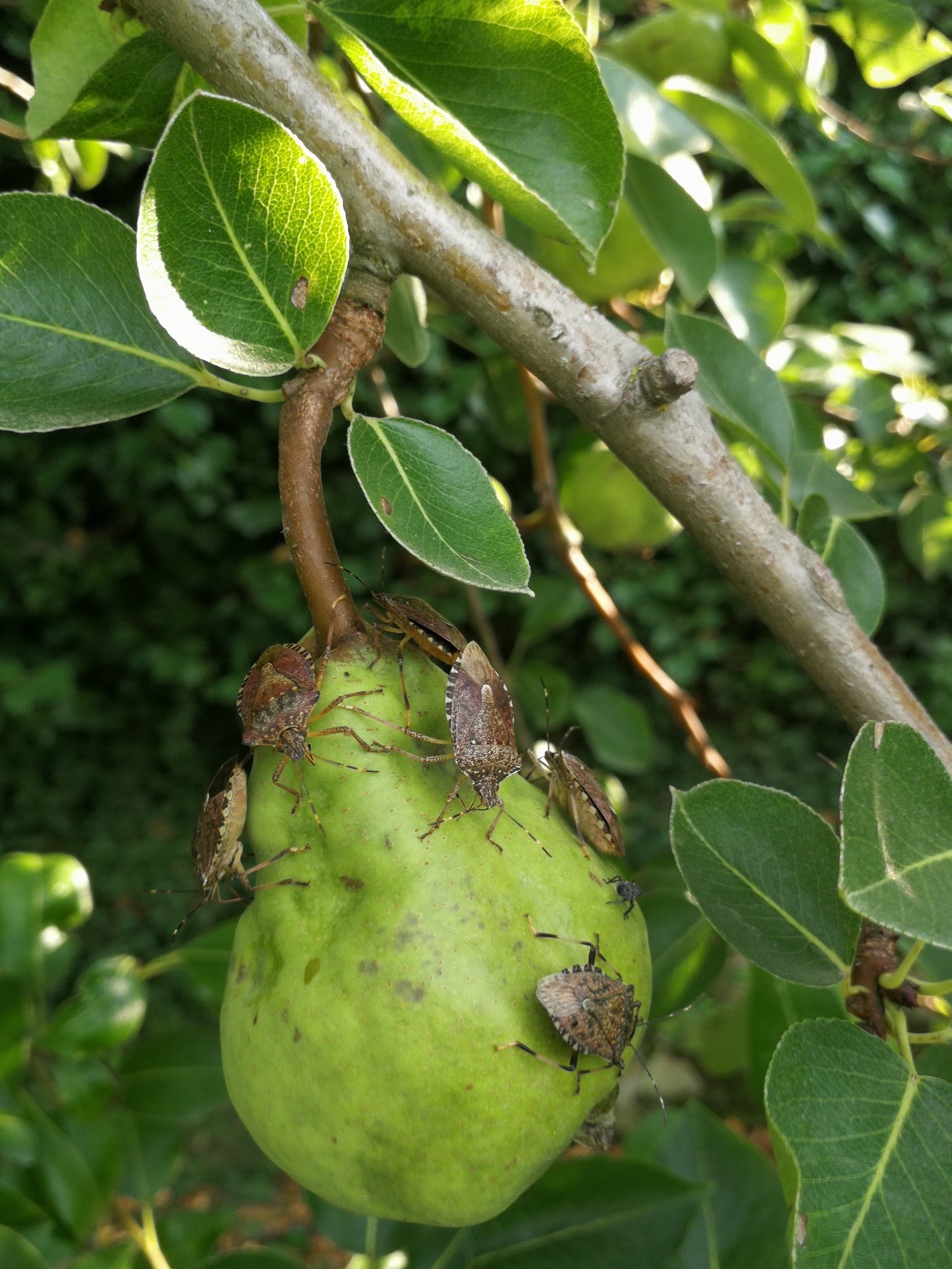 The ‘Halyomorpha halys’ also known as the brown marmorated stink bug. Image: Tyndall National Institute