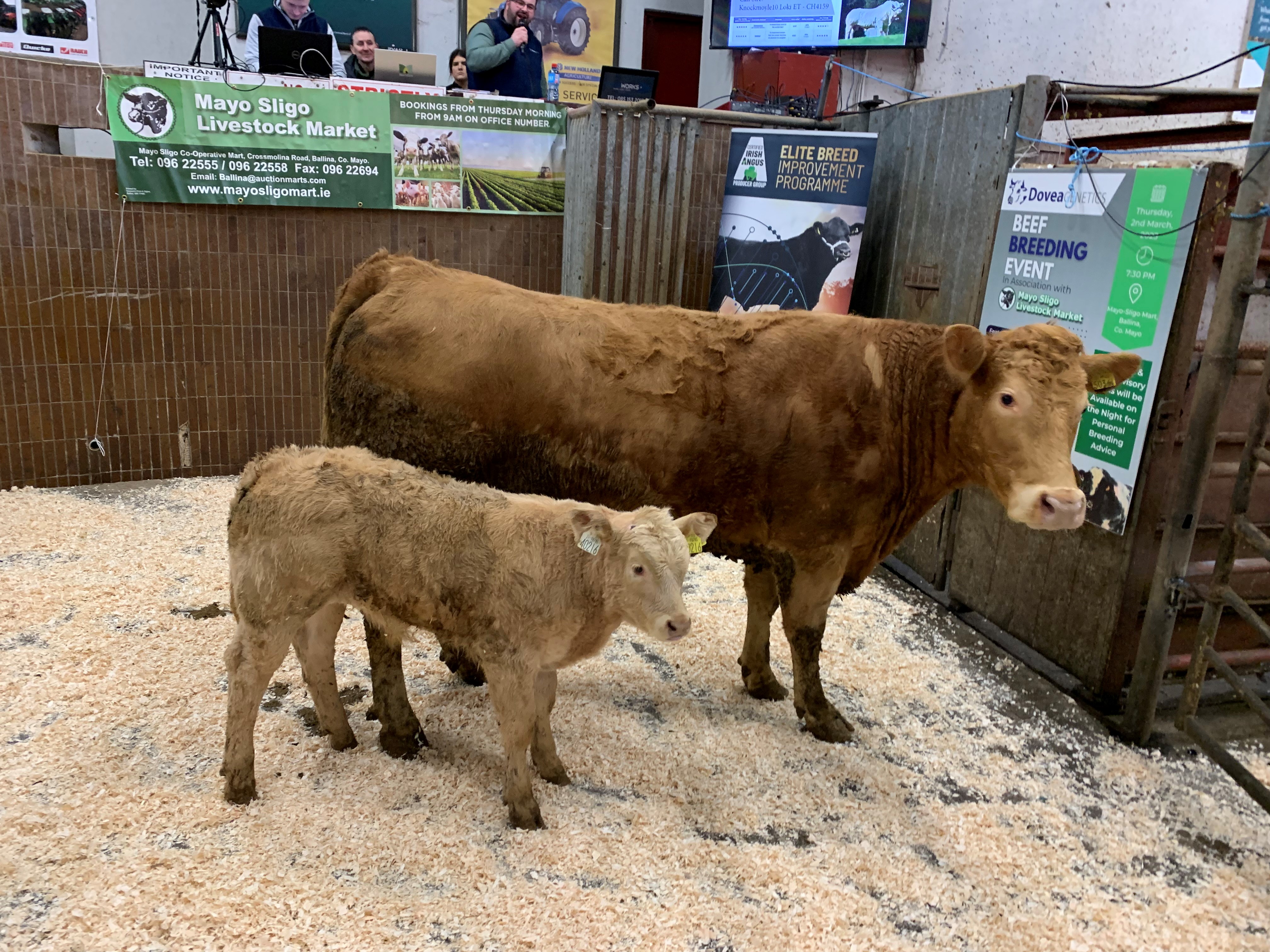 Calf sire: Knockmoyle10 Loki