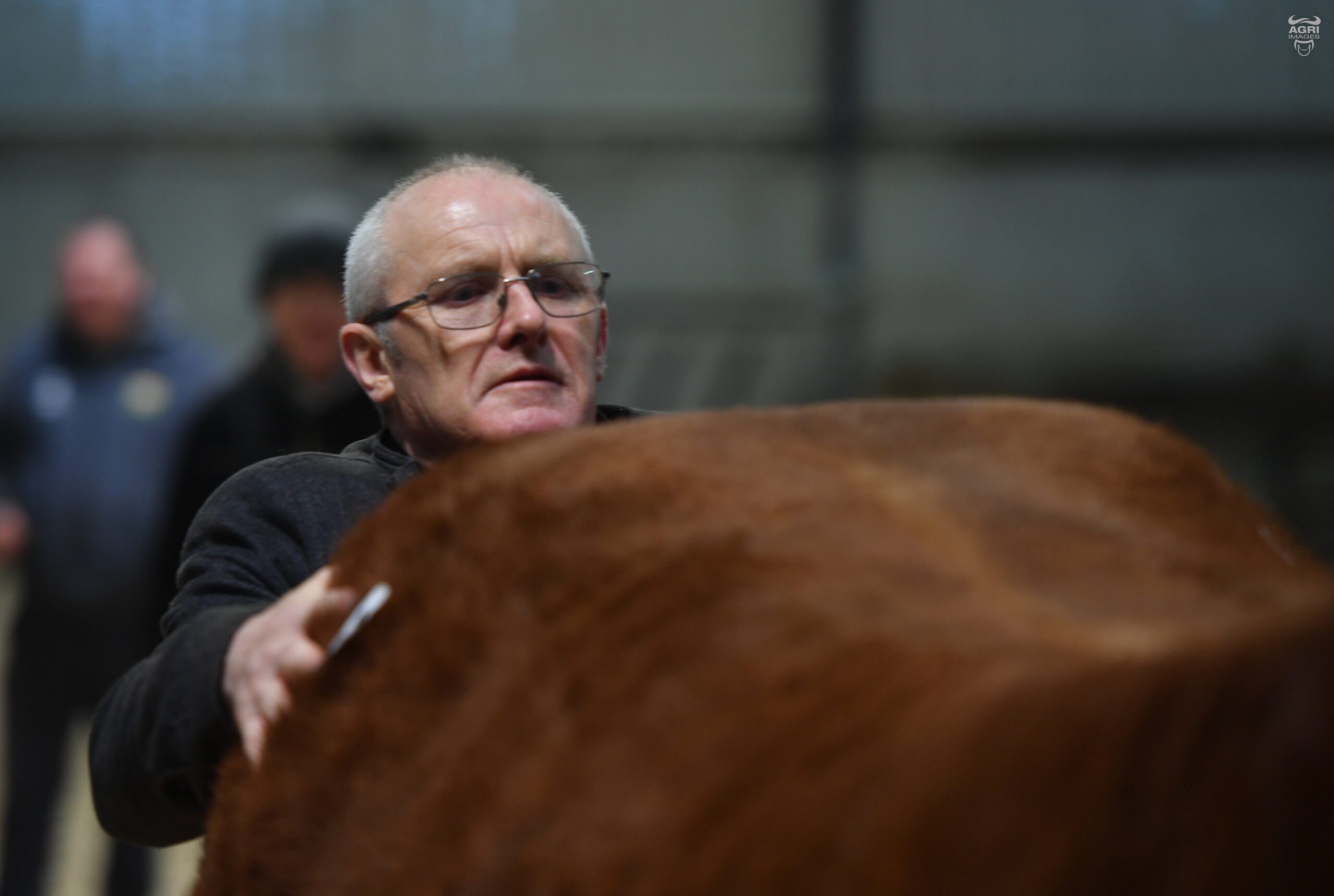 The judge on the day was Chris Lewis of the Garryvaughen Herd in Wales