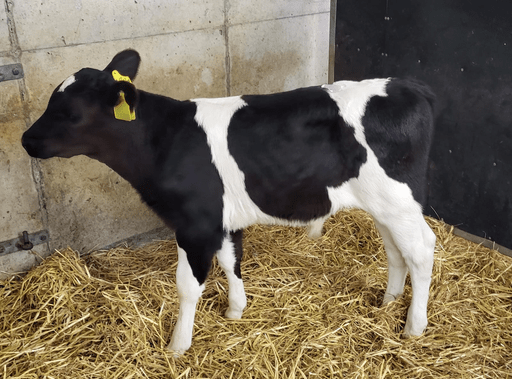 This three-week-old Friesian bull sold for €150