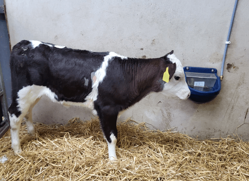 This three-week-old Belgian Blue heifer sold for €295