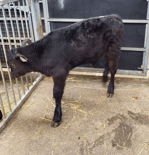 This two-week-old Angus heifer sold for €295