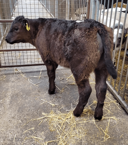 This four-week-old Angus bull sold for €330