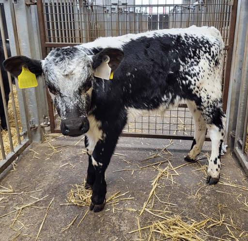 This four-week-old Speckle Park bull sold for €240