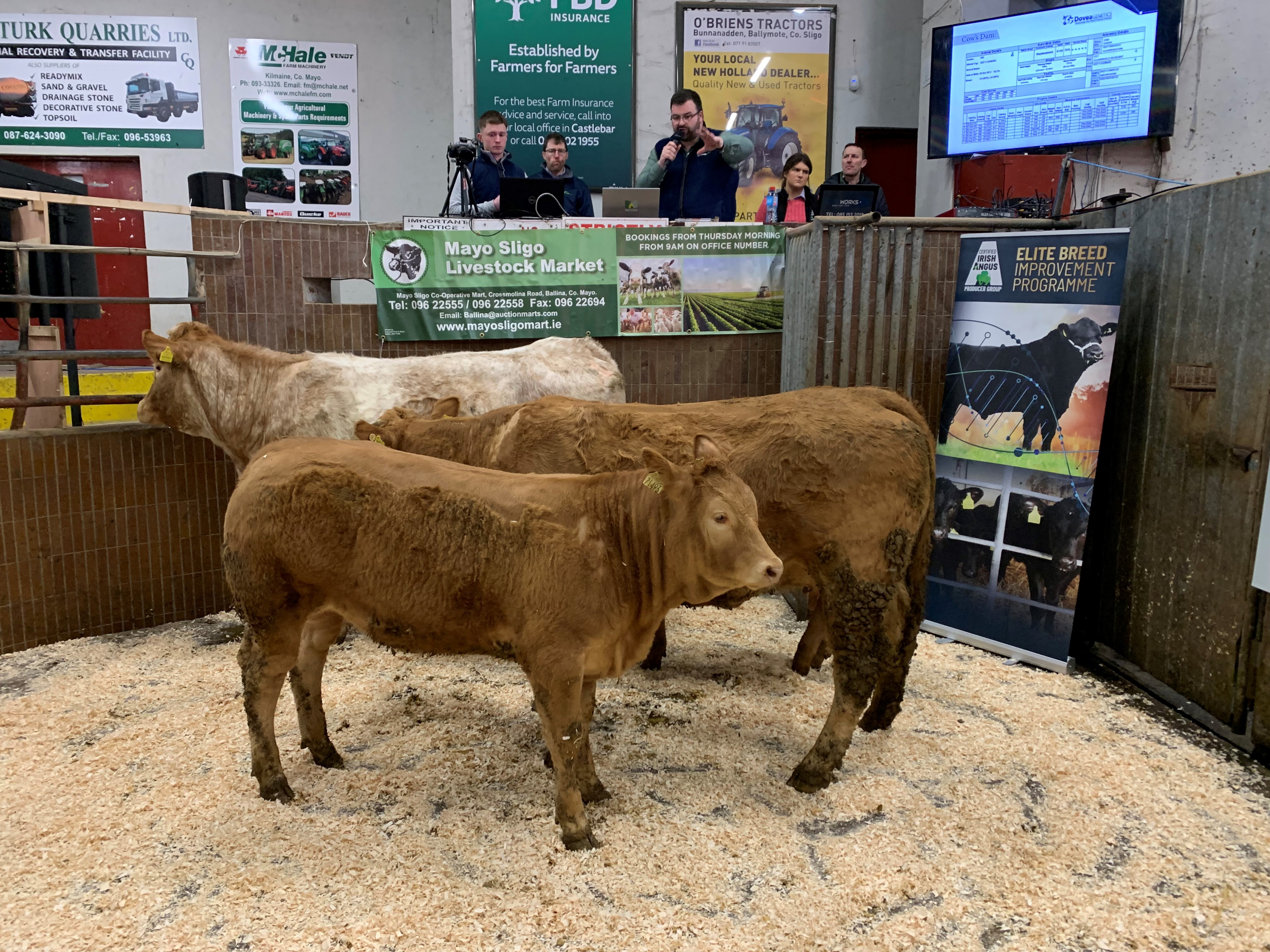 Weanling sire: Ewenvale Ivor (LM2014)