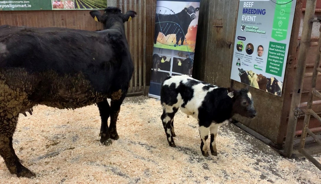 Calf sire: Bistouri De Tohonge (BB5214)