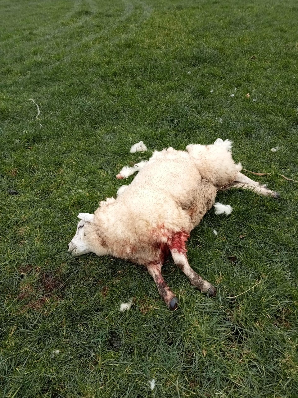 The livestock worrying incident in Co. Armagh resulted in the death of a sheep. Image: UFU