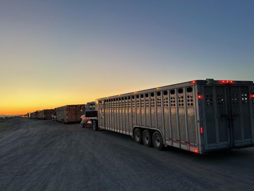 Kings and Tulare County farmers rallied over 65 tractor/trailers to make safe a 6,500 dairy cow herd. Image: Anja Raudabaugh Twitter
