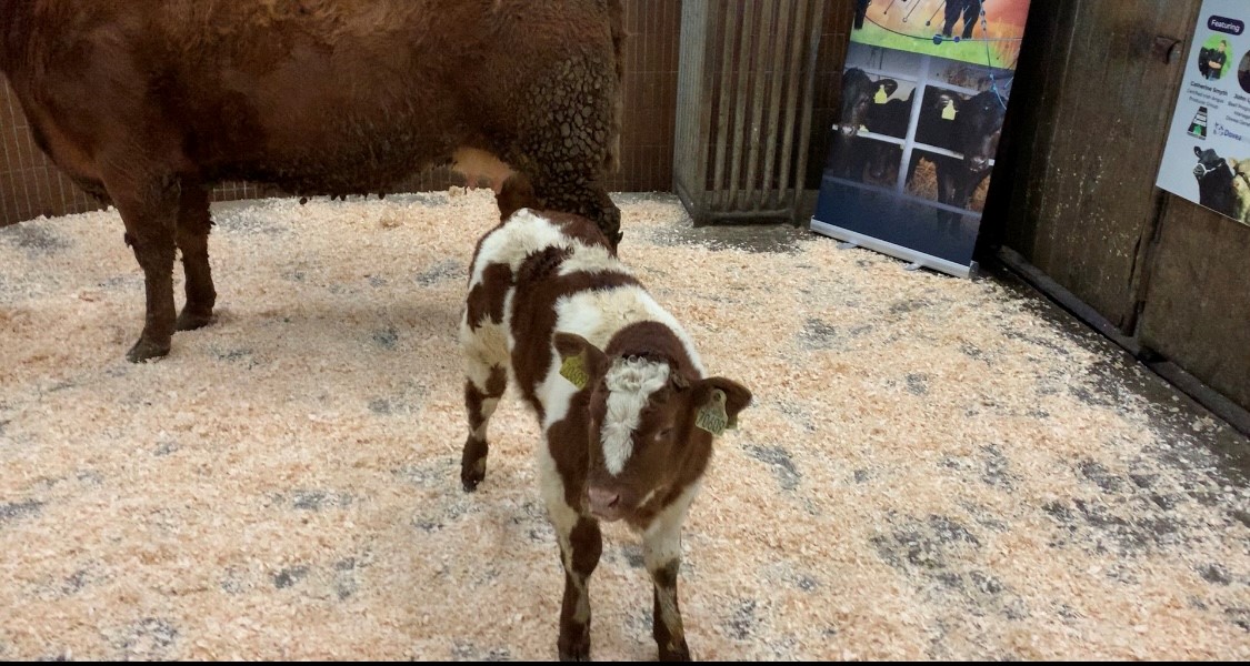 Calf sire: Negrita Du Lac (BB8019)