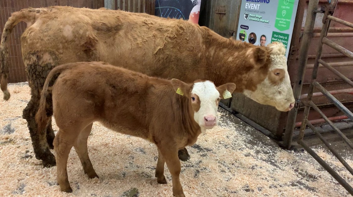 Calf sire: Ernevalley Madison (LM4745)