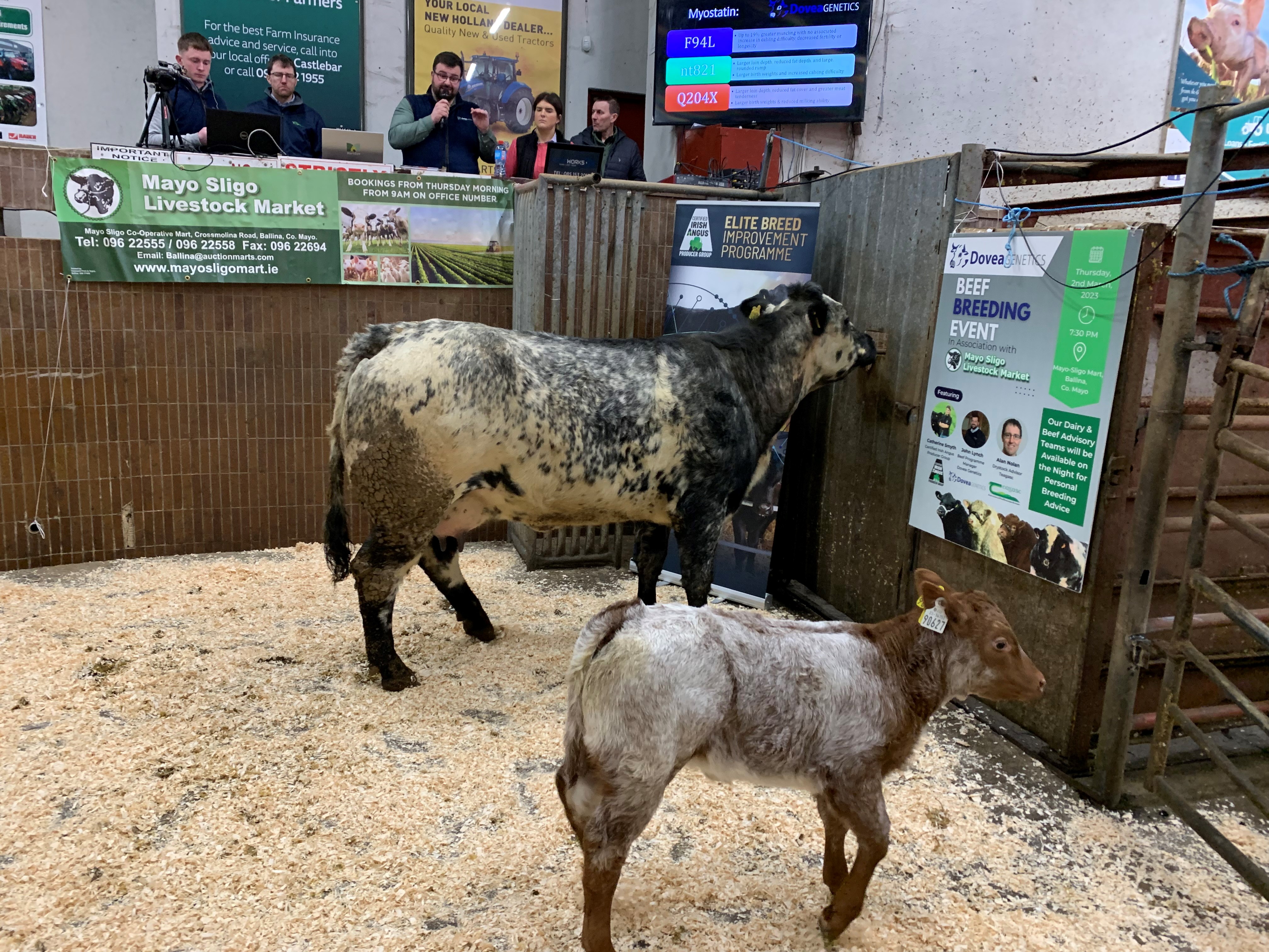 Sexed semen-bred heifer calf by Elderberry Galahad (EBY)