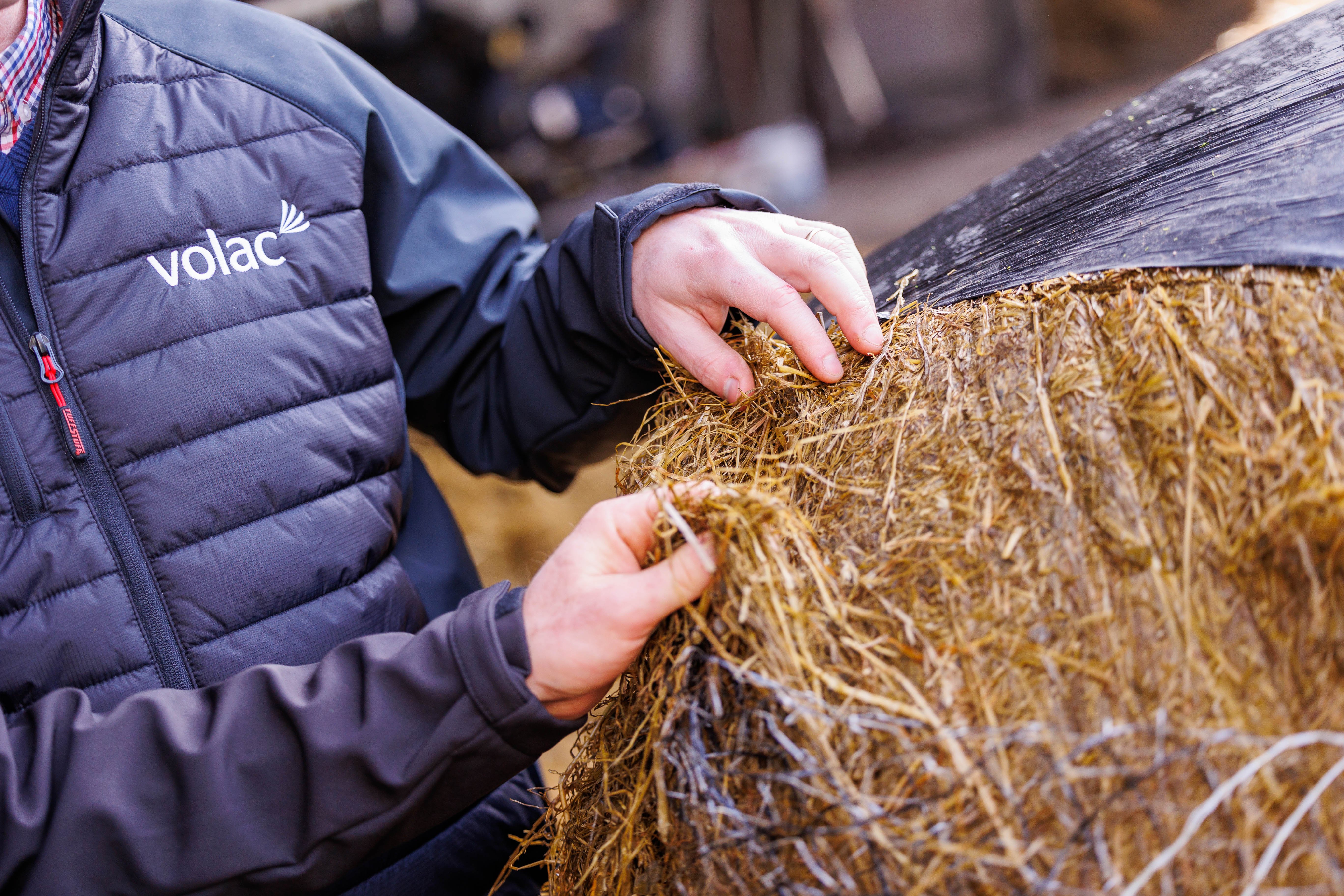 Finishing cattle on good-quality silage is much more economical than feeding poorer quality silage