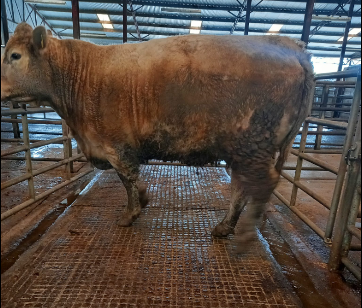 This 1,030kg Limousin-cross cow sold for €2,800 or €2.72/kg