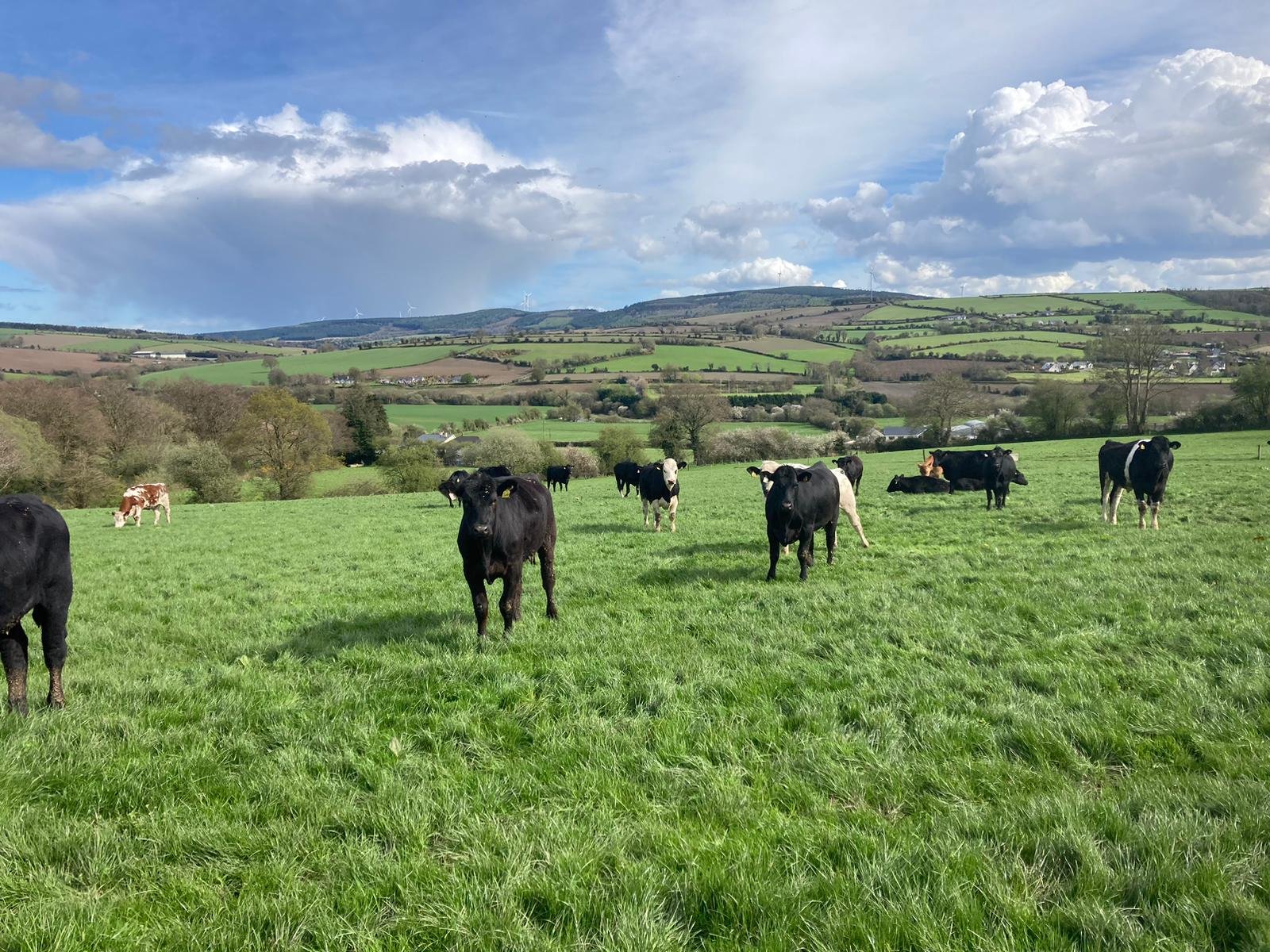Due to prolonged rainfall, cattle are grouped in smaller bunches and moved more frequent