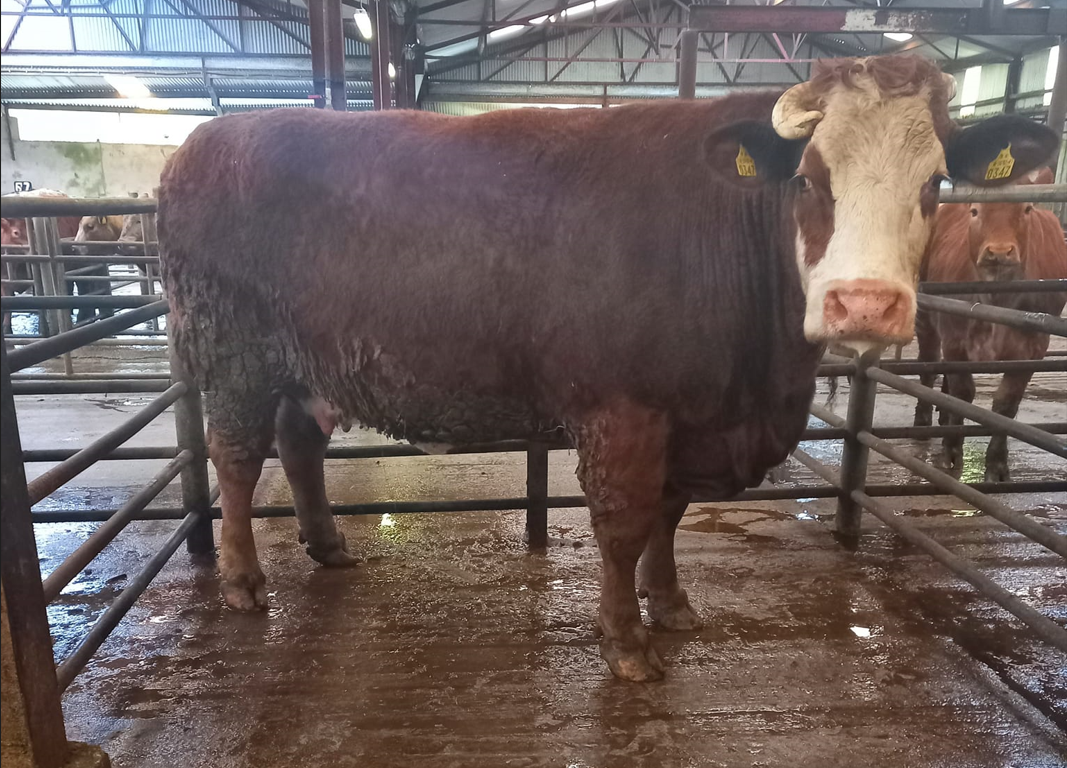 This 1,230kg cull cow sold for €3,500