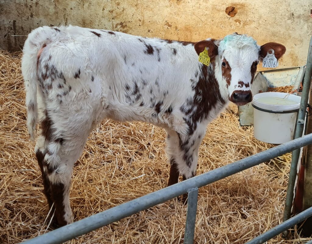 This March-born Belgian Blue heifer calf sold for €630