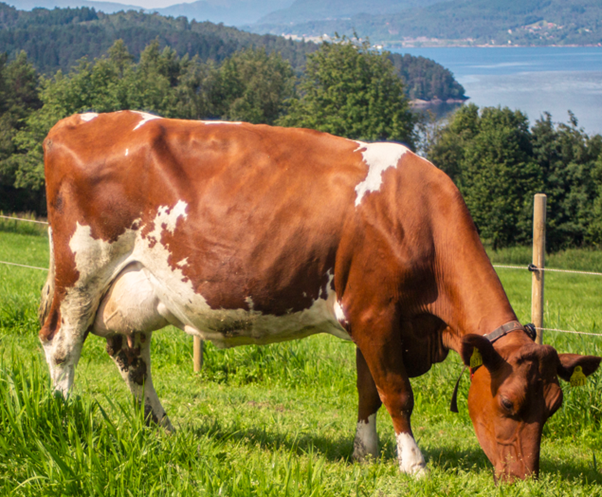 5th lactation Roen daughter