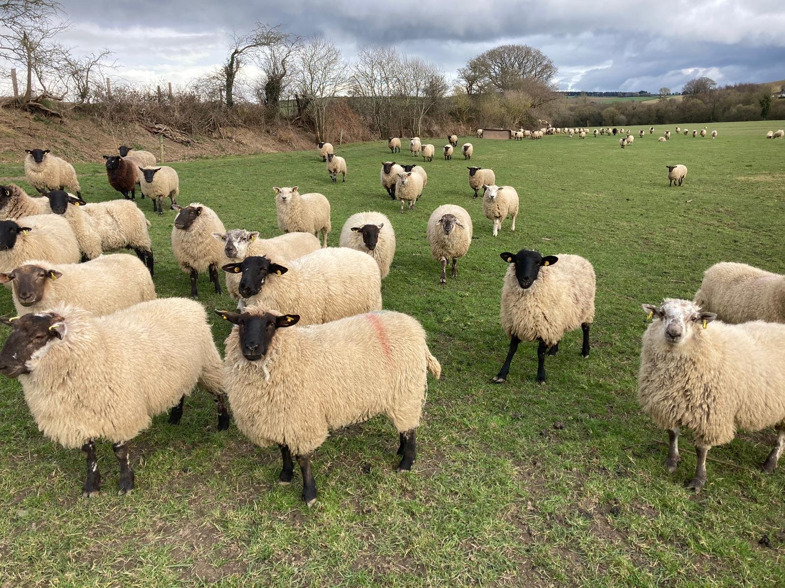 Some of the store lambs on the ABP Demo Farm earlier this year