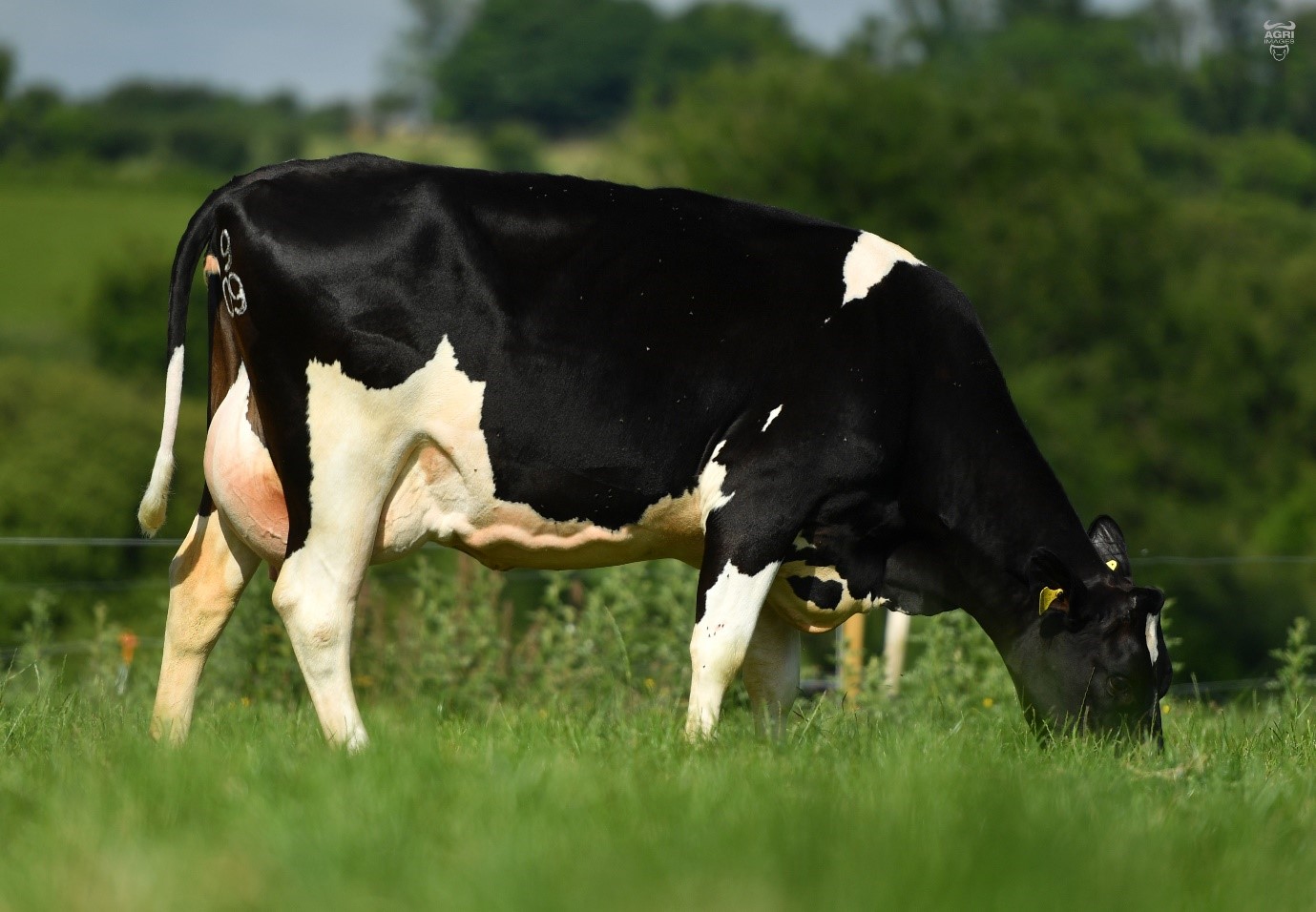 Ballintosig FR4021 Amber 909 VG85- Dam of FR7749