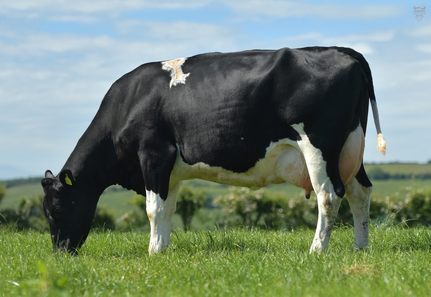 Barrackhill KOZ Romy 762 VG87 – Dam of FR7791