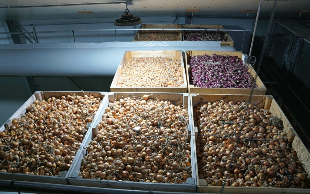 Onions are kept at 0° and stocks are drawn off by customers throughout the winter