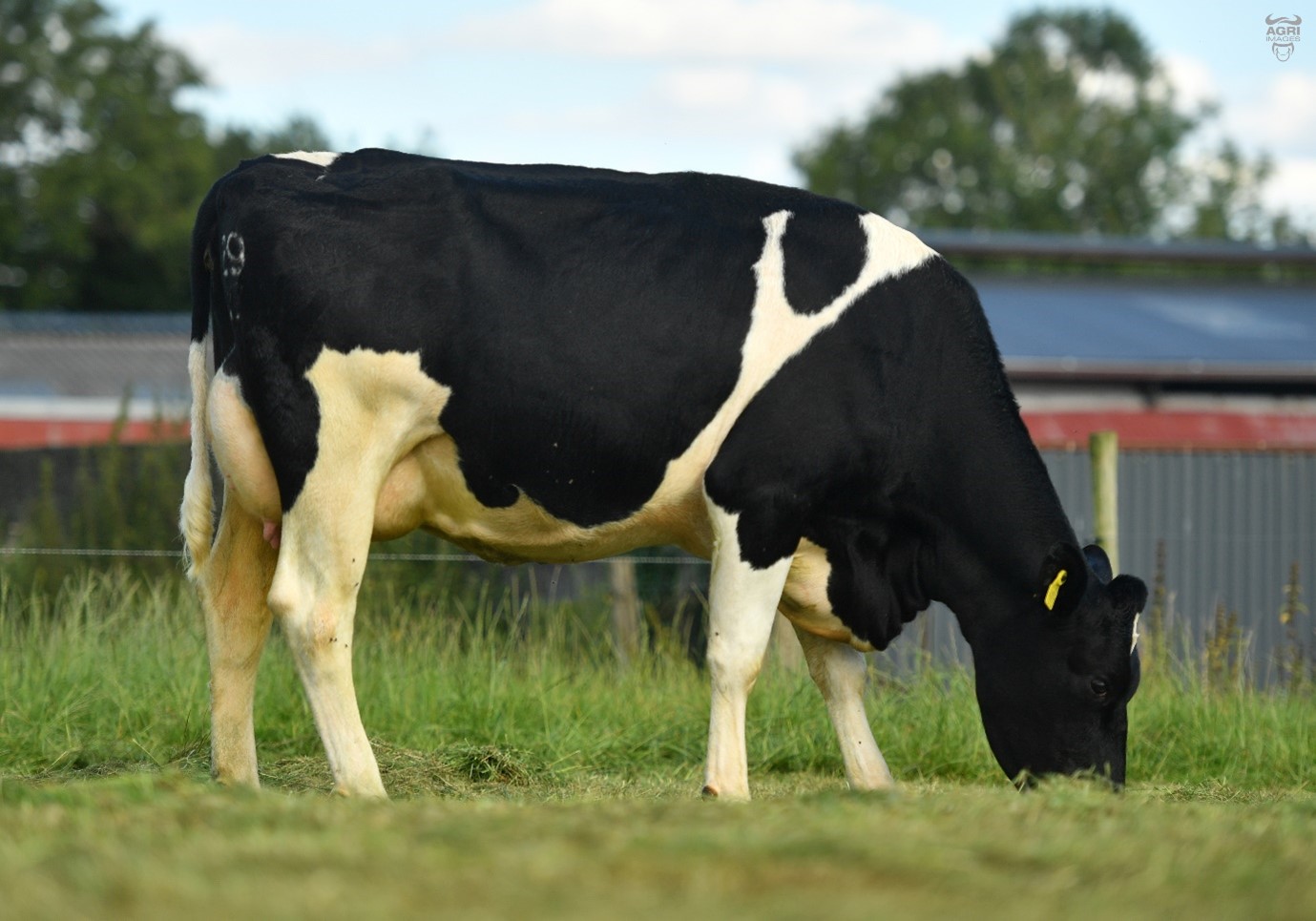 FR4756 Daughter