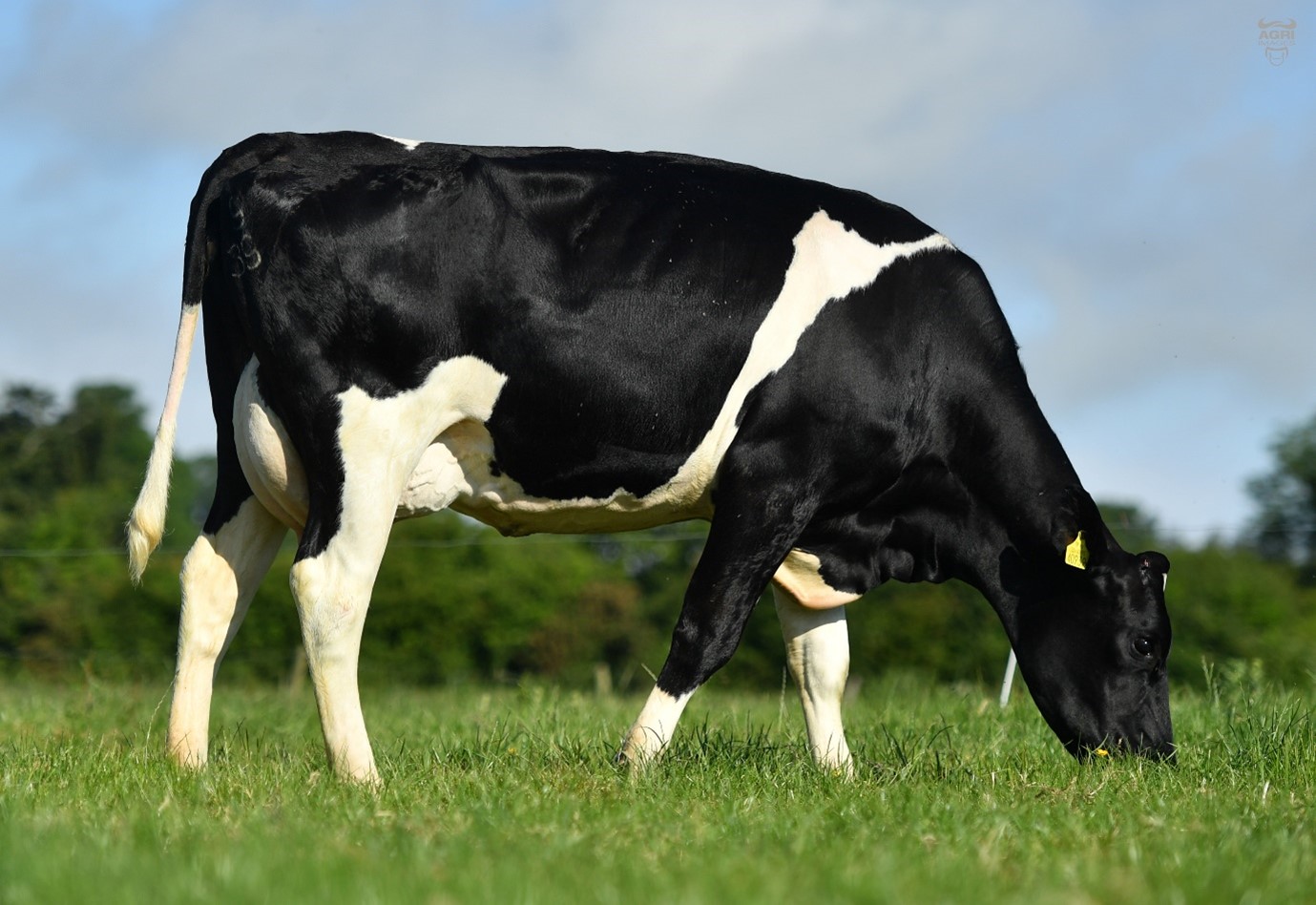 FR4785 Daughter