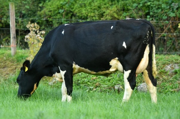 FR4788 Daughter