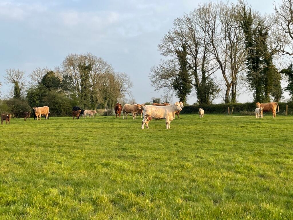 Heifers that calved at 24 months on the farm this year