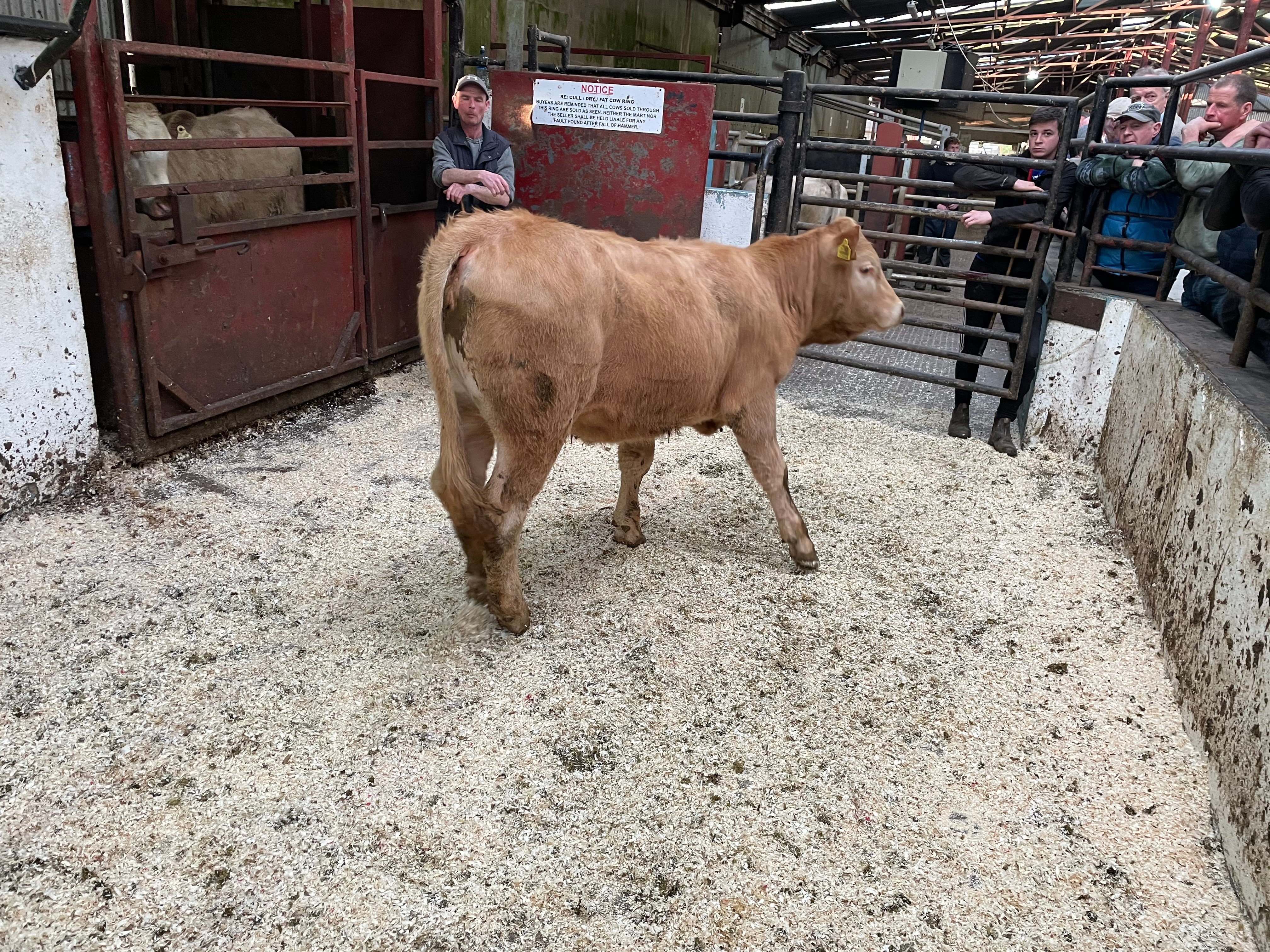 This 360kg Limousin-cross heifer sold for €1,240