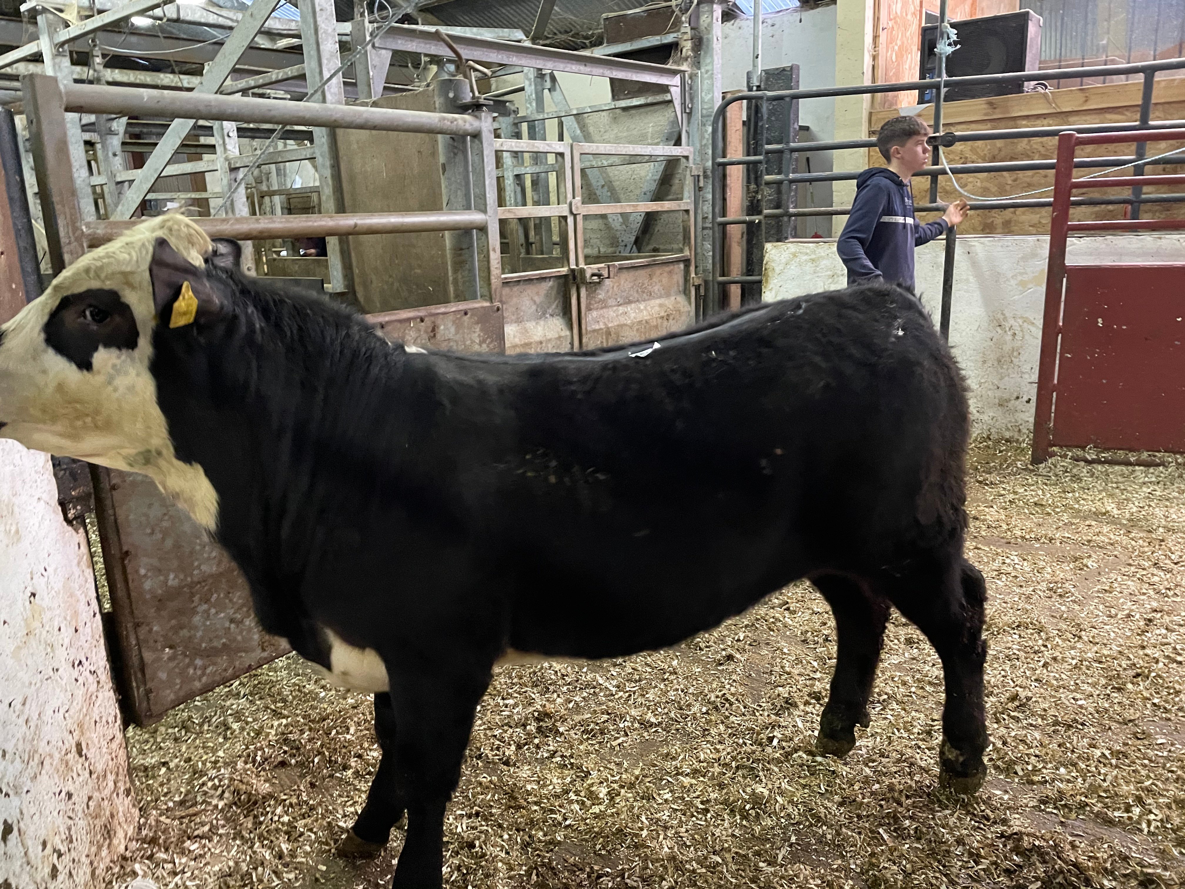 This 390kg Hereford-cross bull sold for €1,150 or €2.95/kg