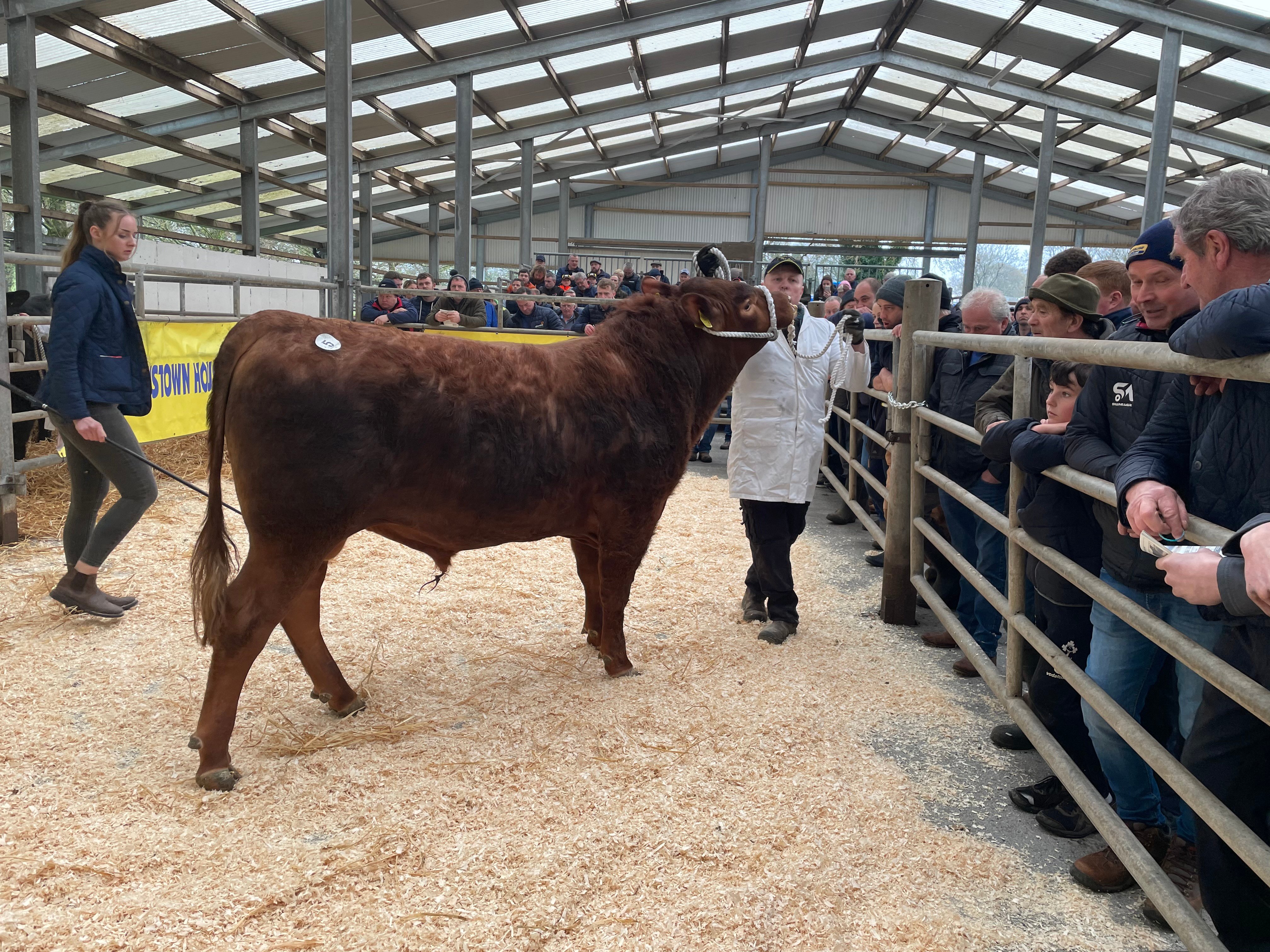 Gigginstown Red Jester X353 sold for €5,600