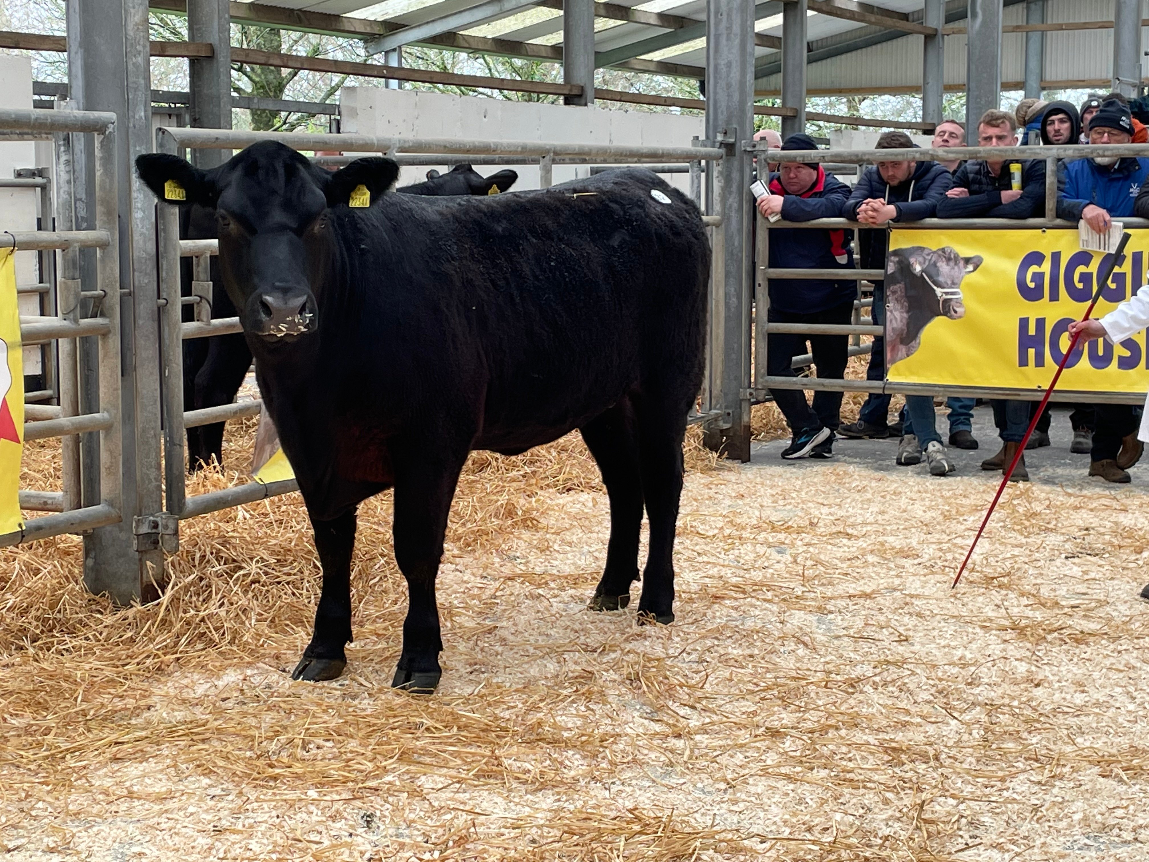 Gigginstown Pelican Brief X341 sold for €7,500