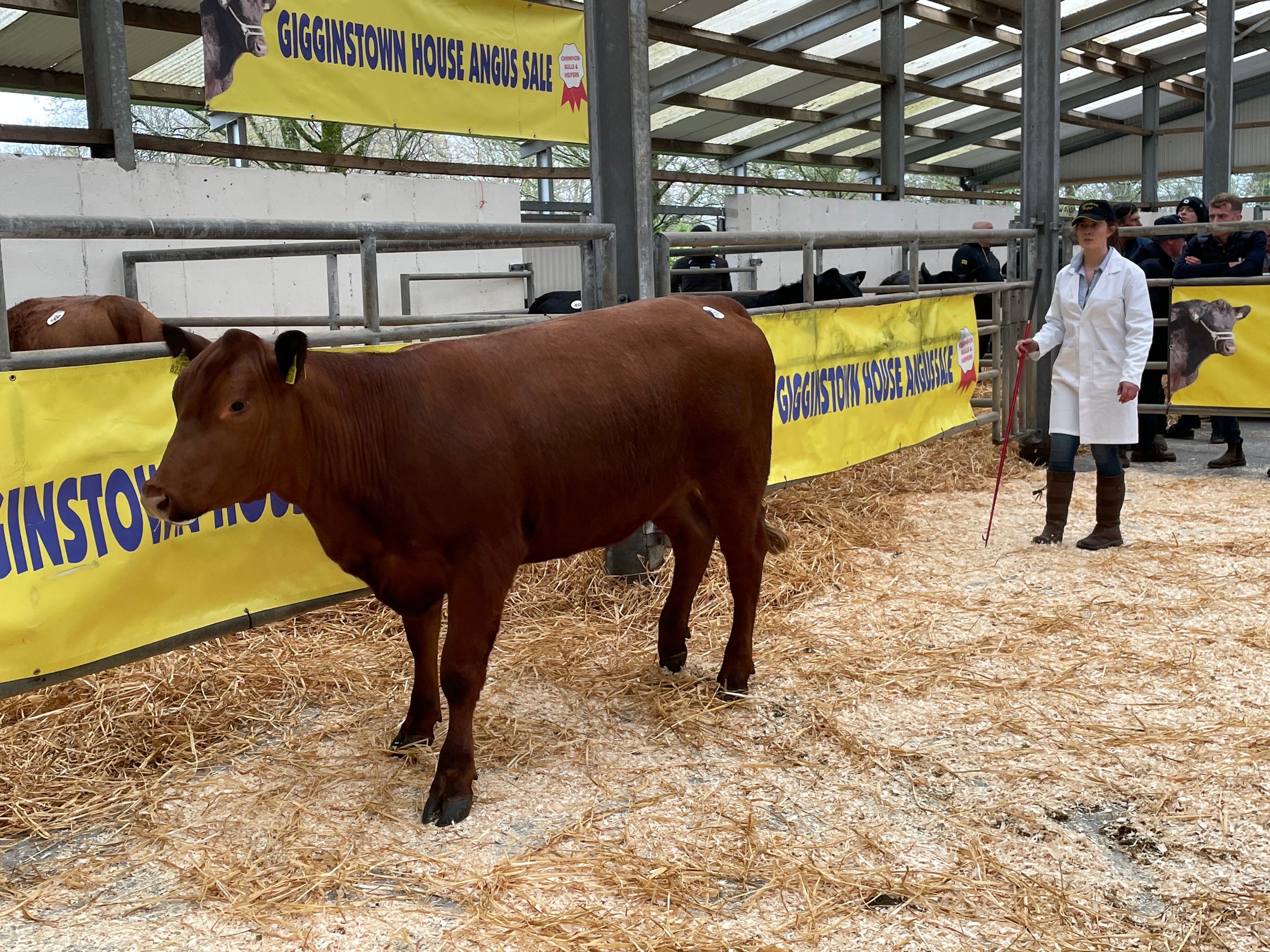 Gigginstown Tide Belle X444 sold for €3,100