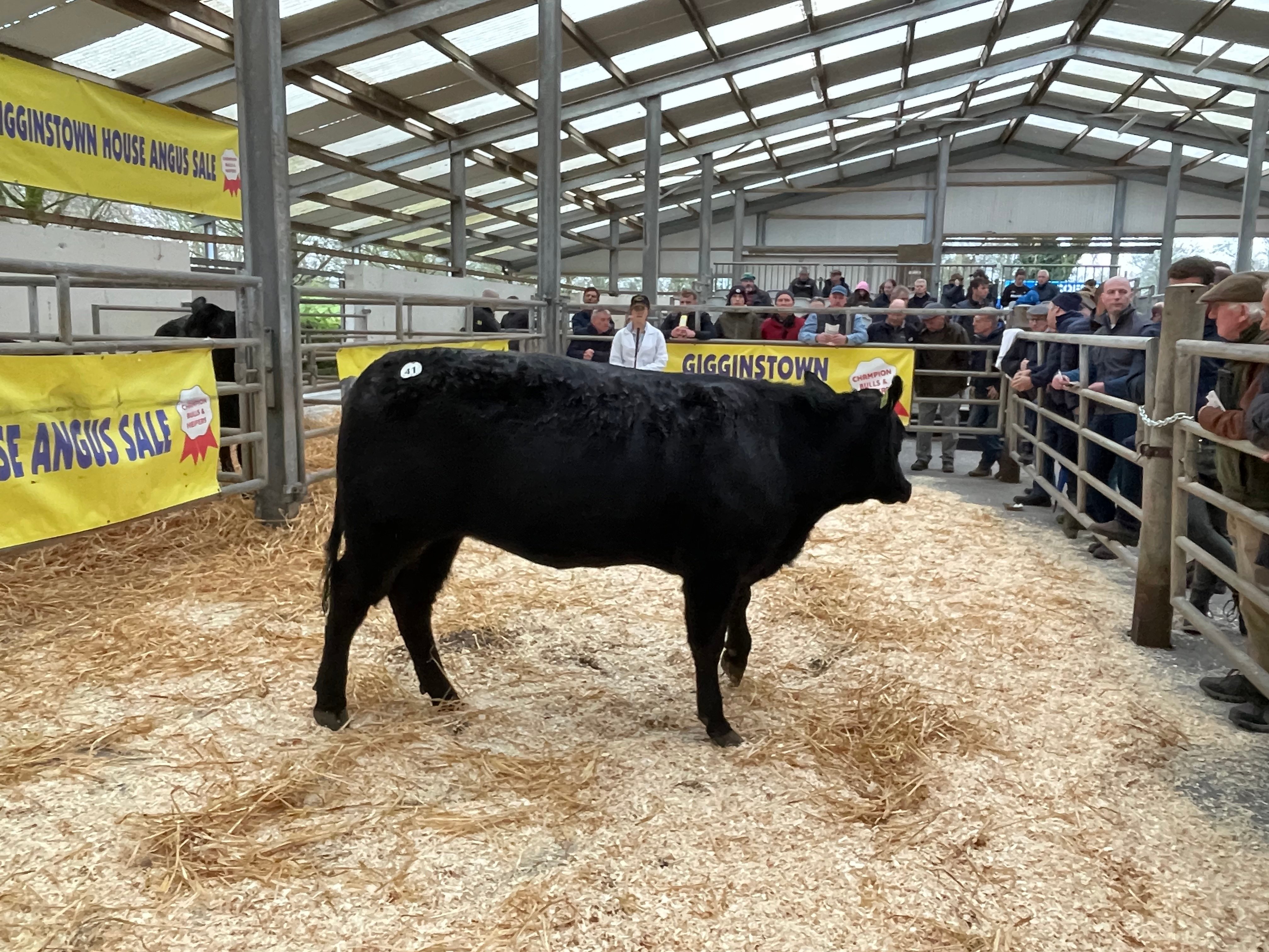 Gigginstown Miss Blossom X408 sold for €3,900
