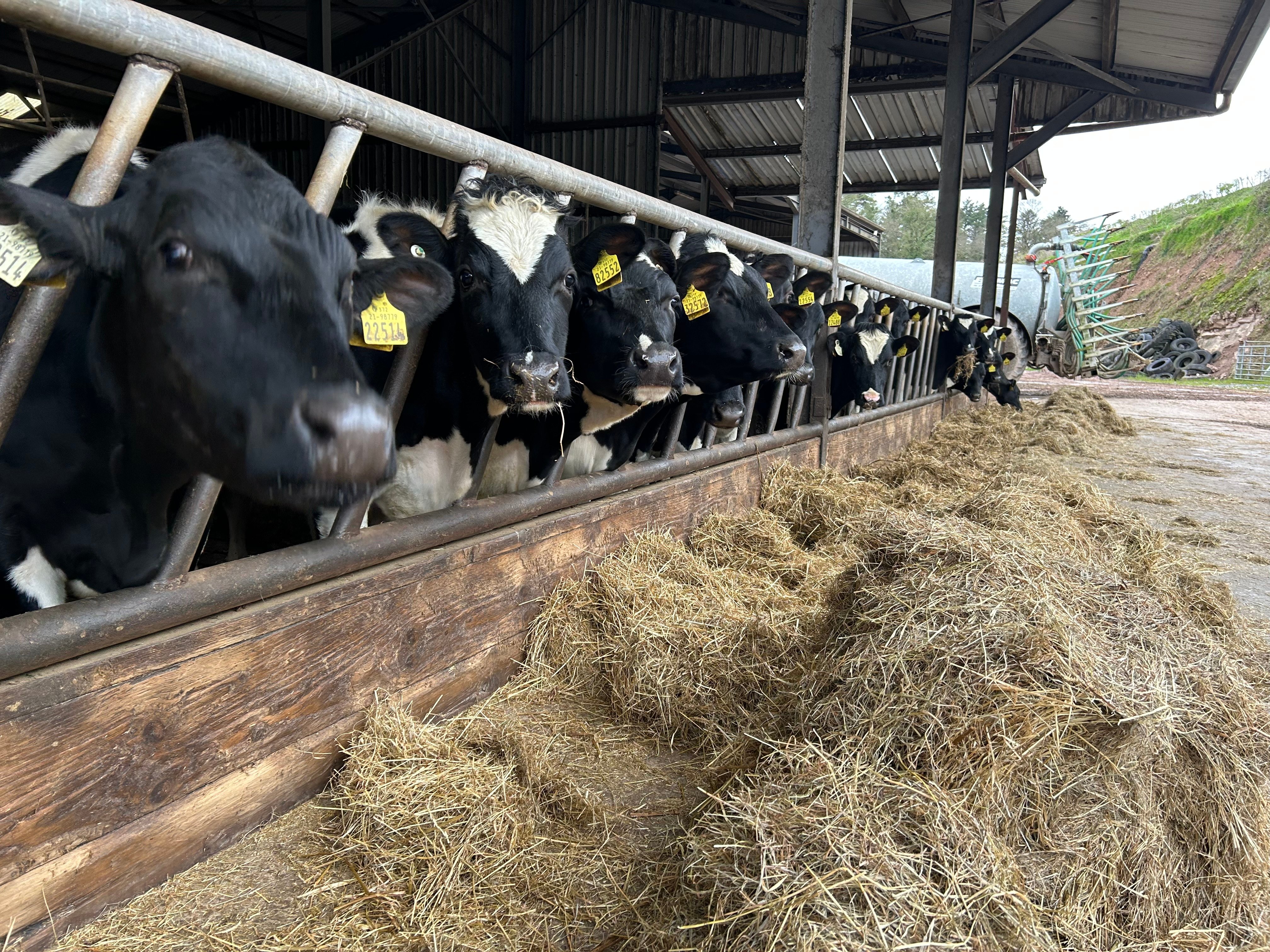 The bulling heifers